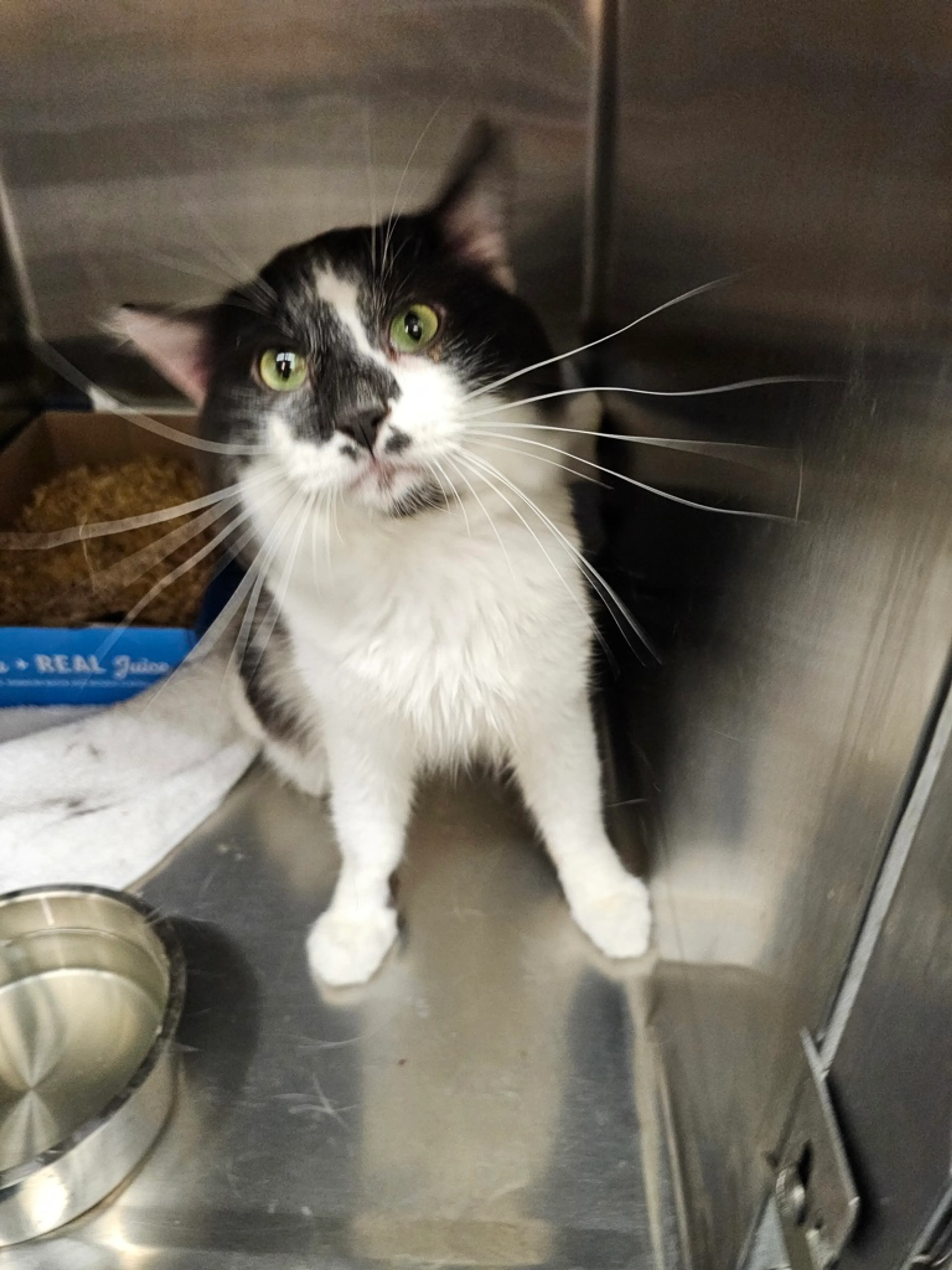 Found pet-1