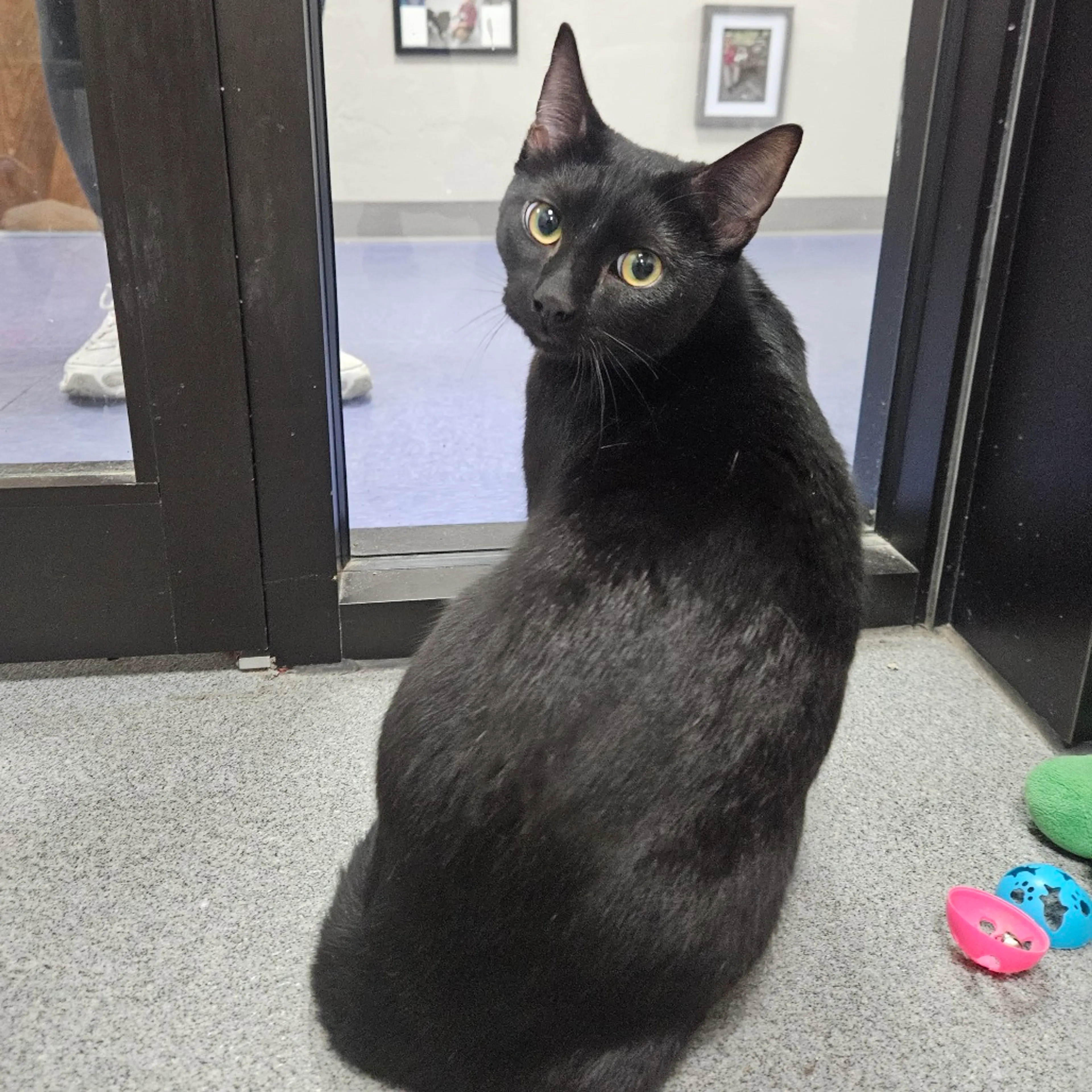 cdn image