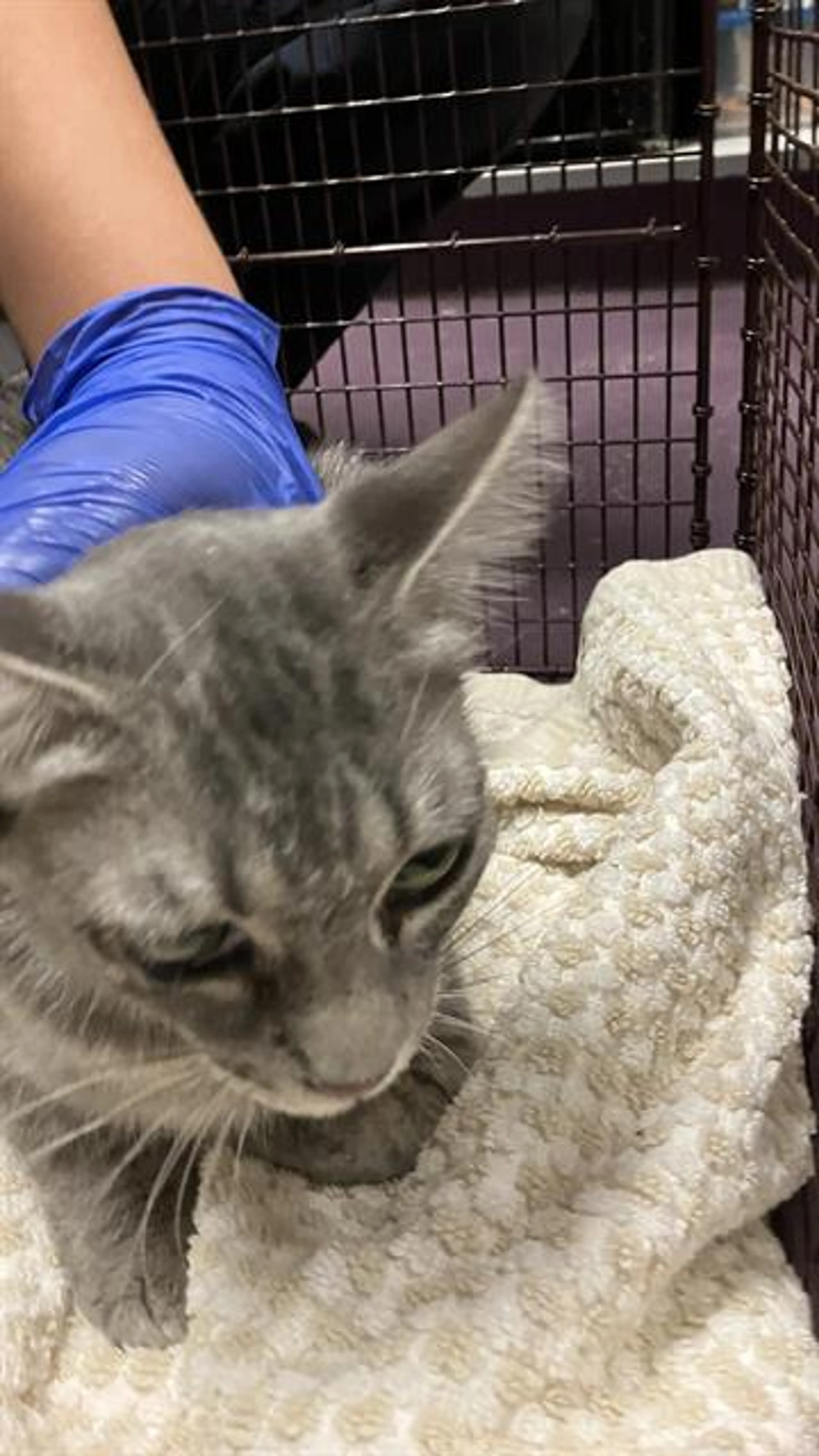 Found pet