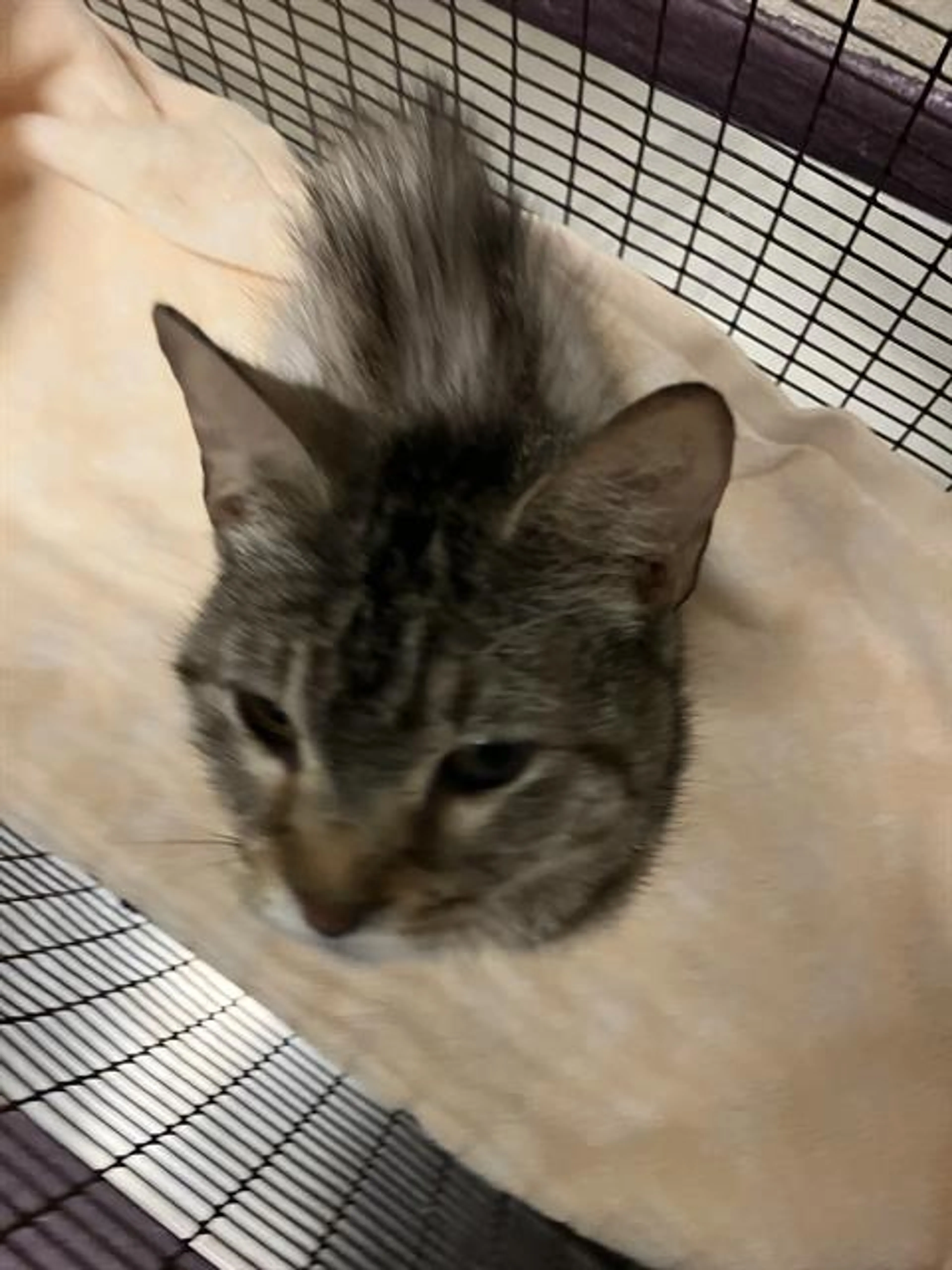 Found pet