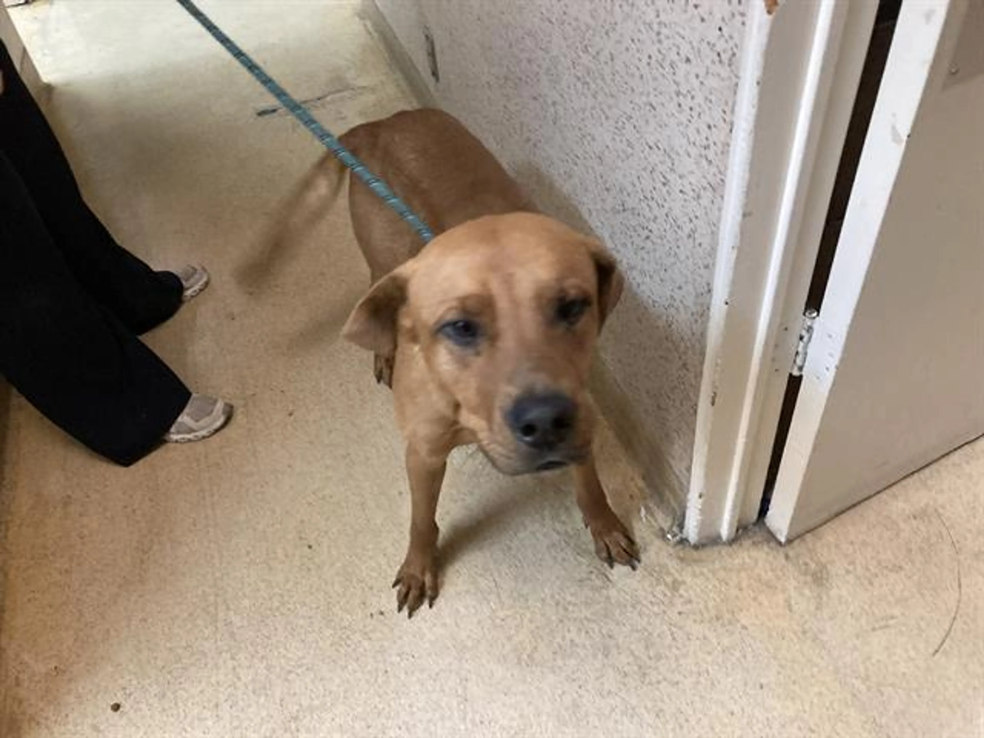 Found pet