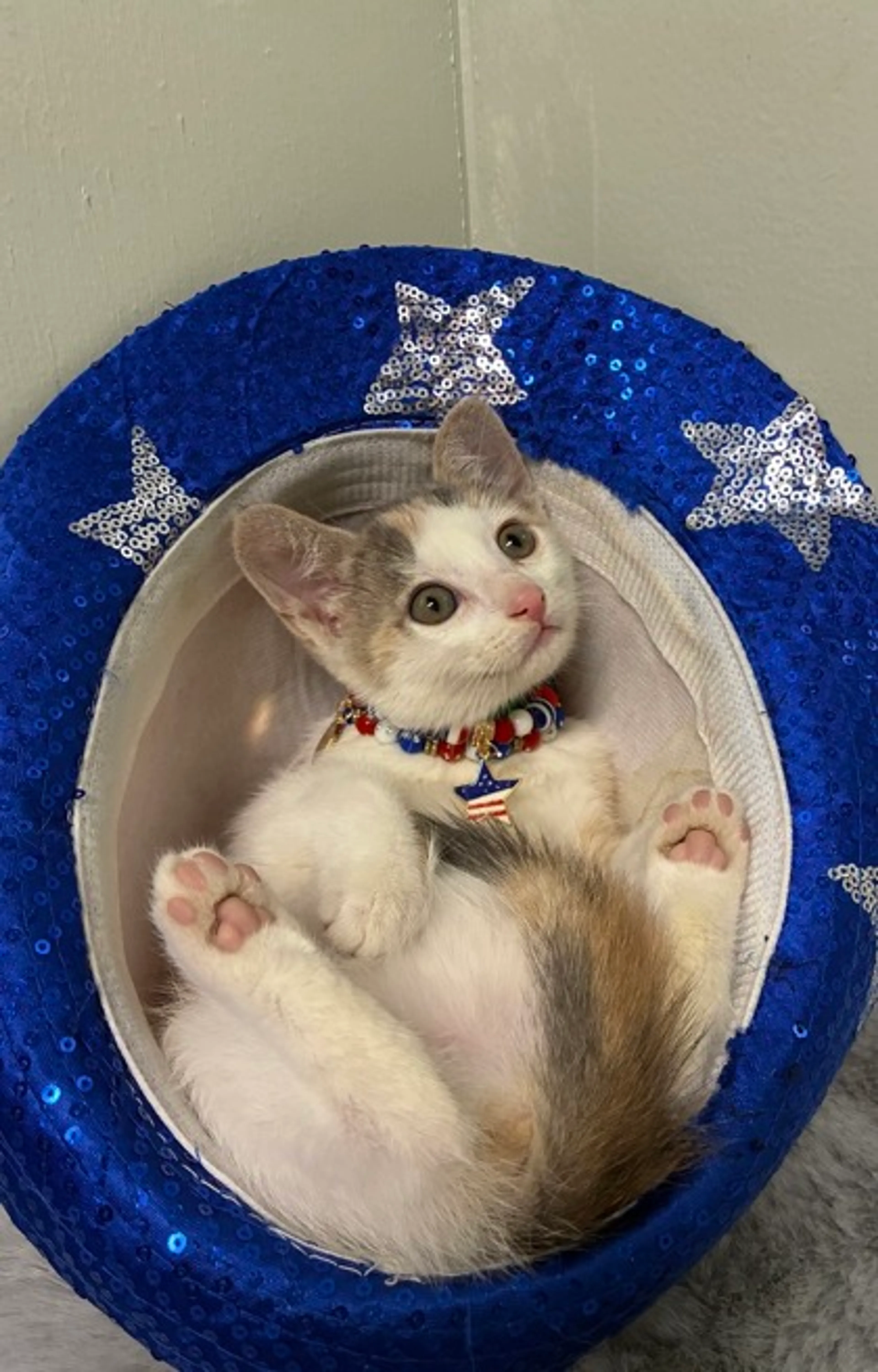 Found pet-2