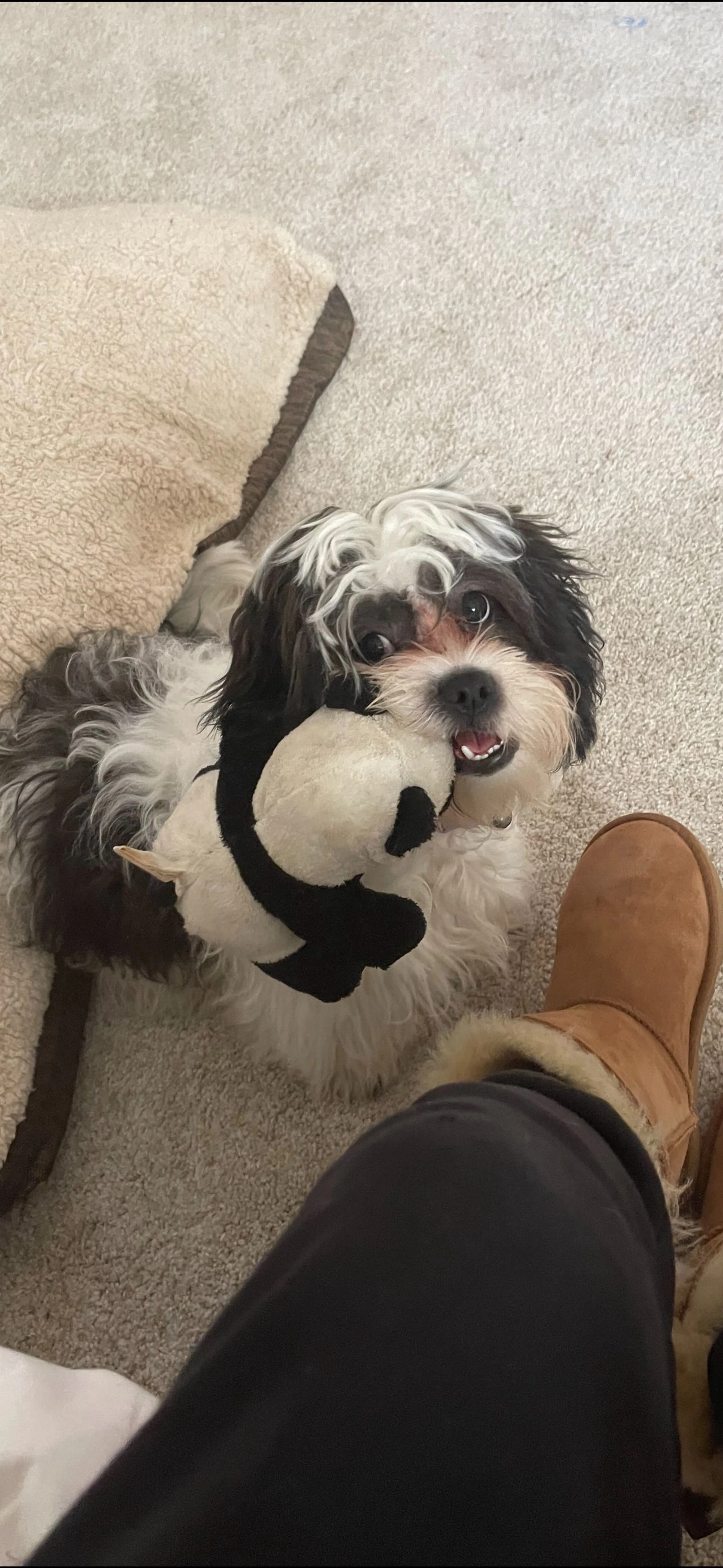 Lost pet