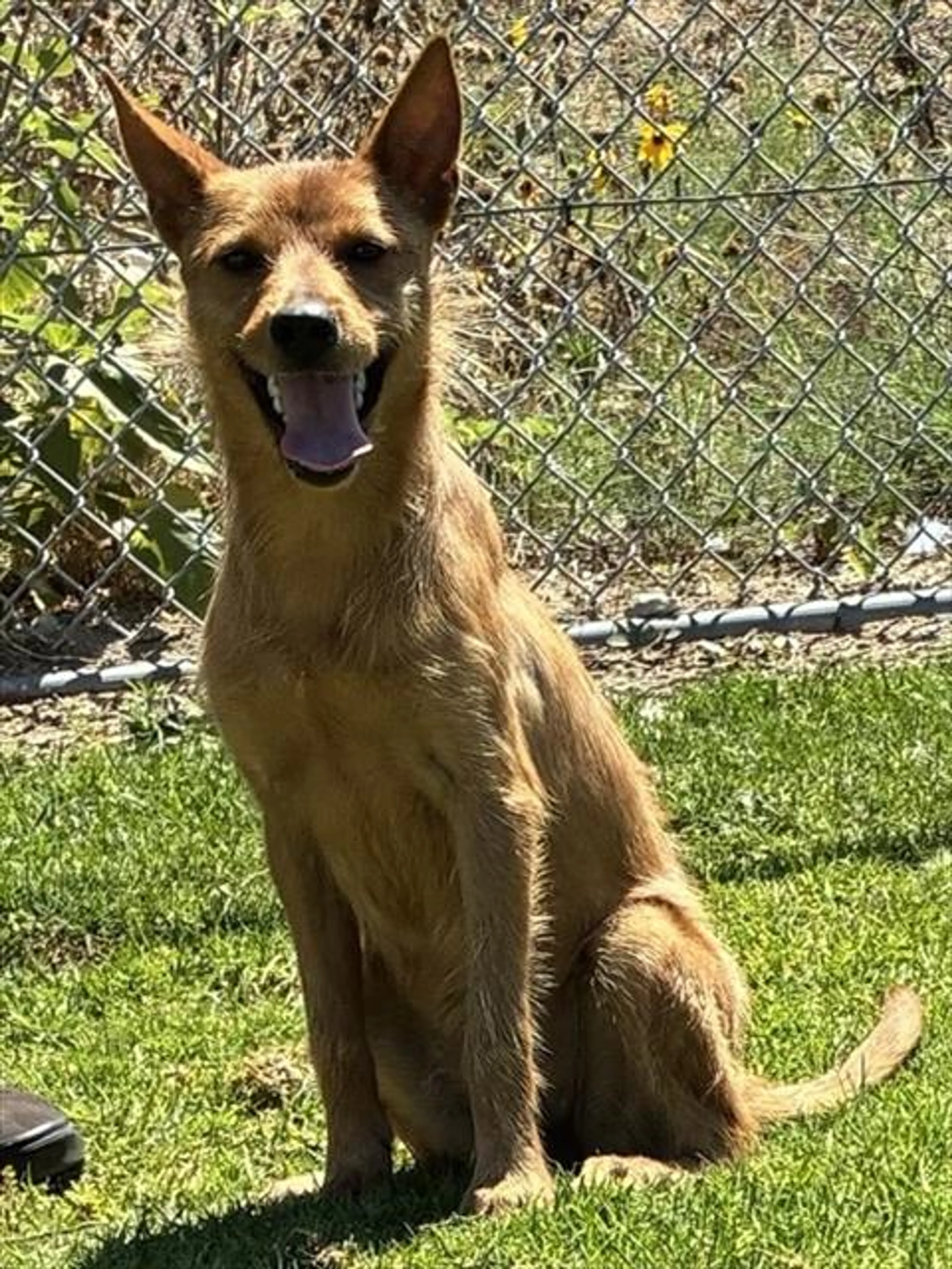 cdn image