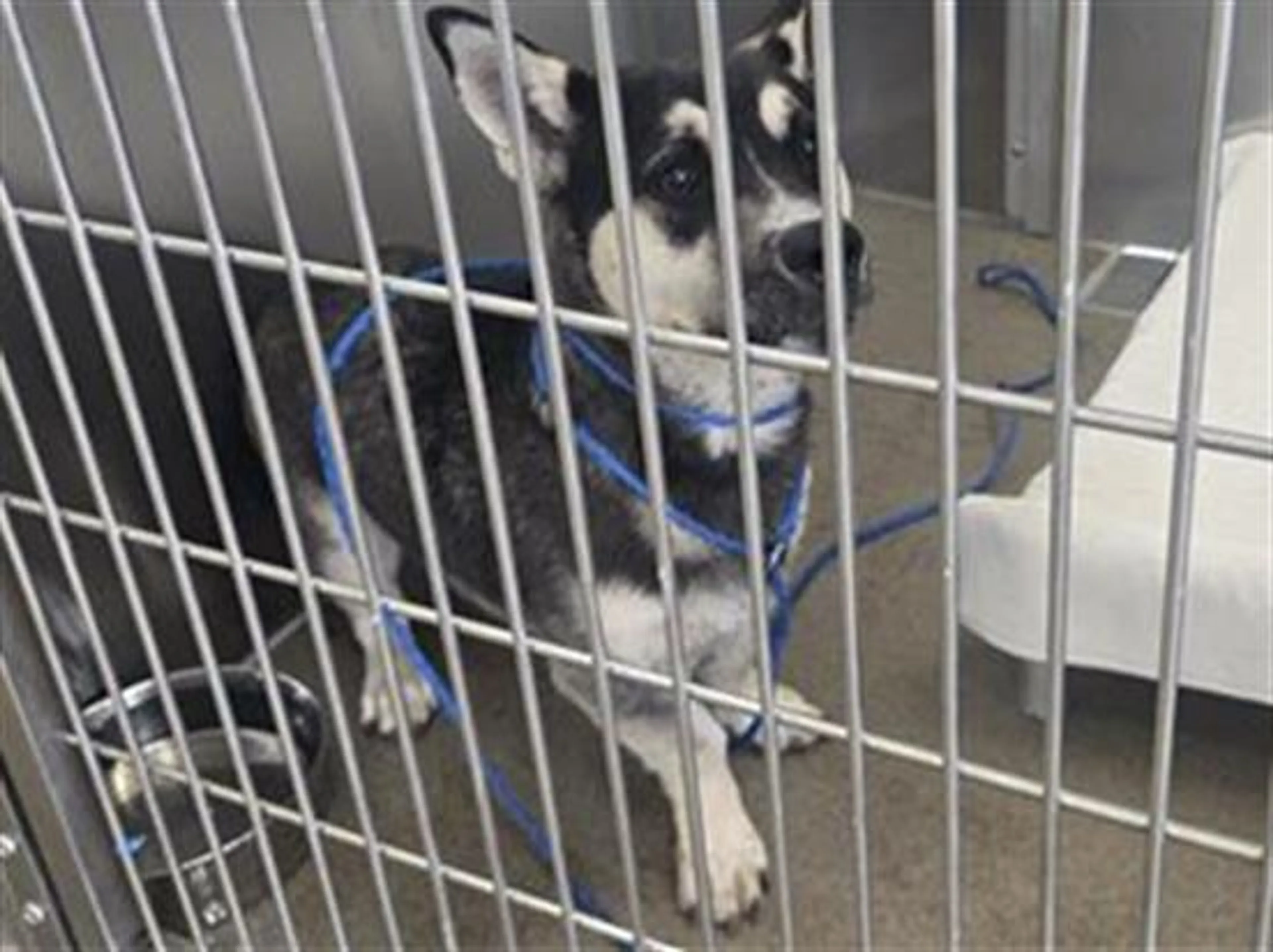 Found pet