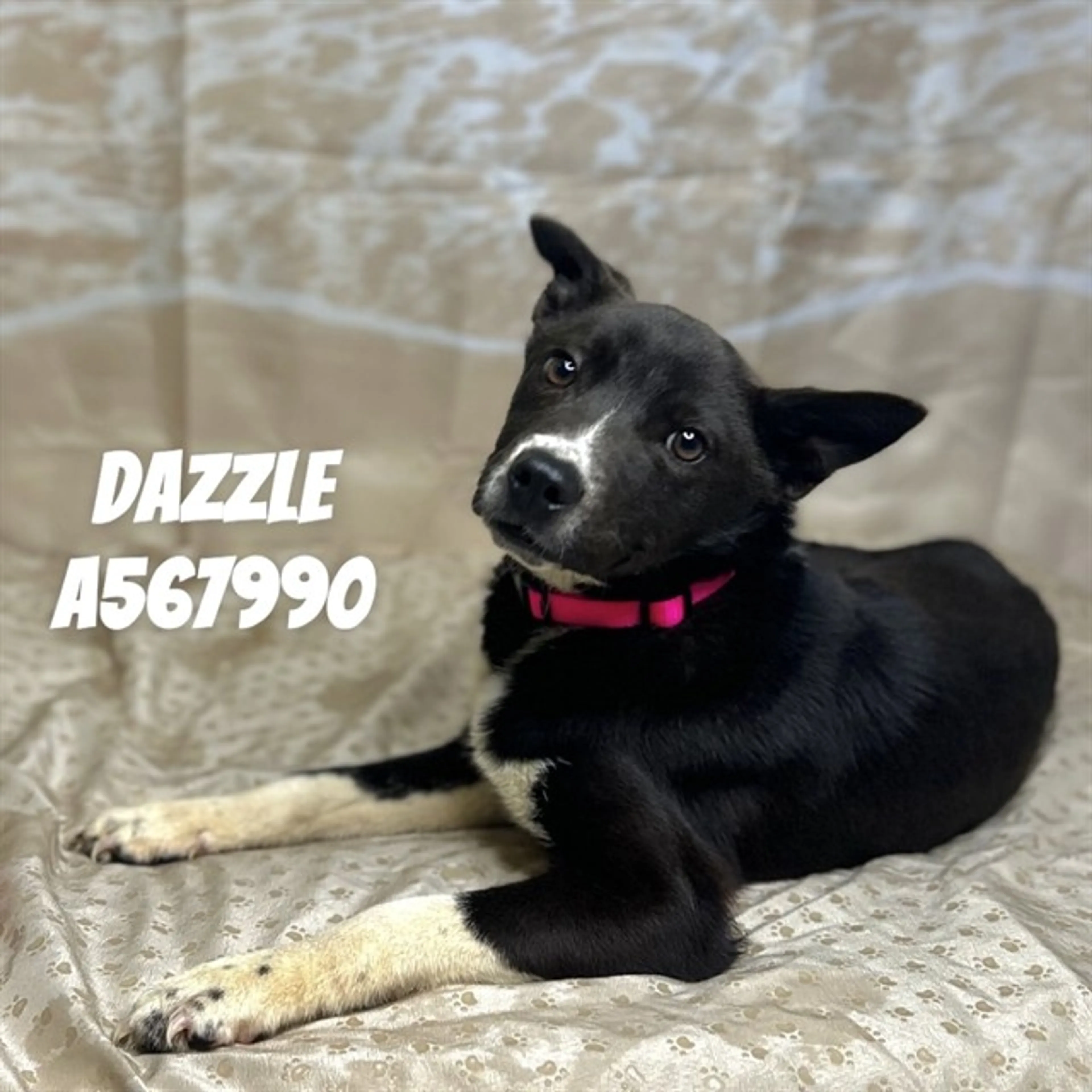 cdn image