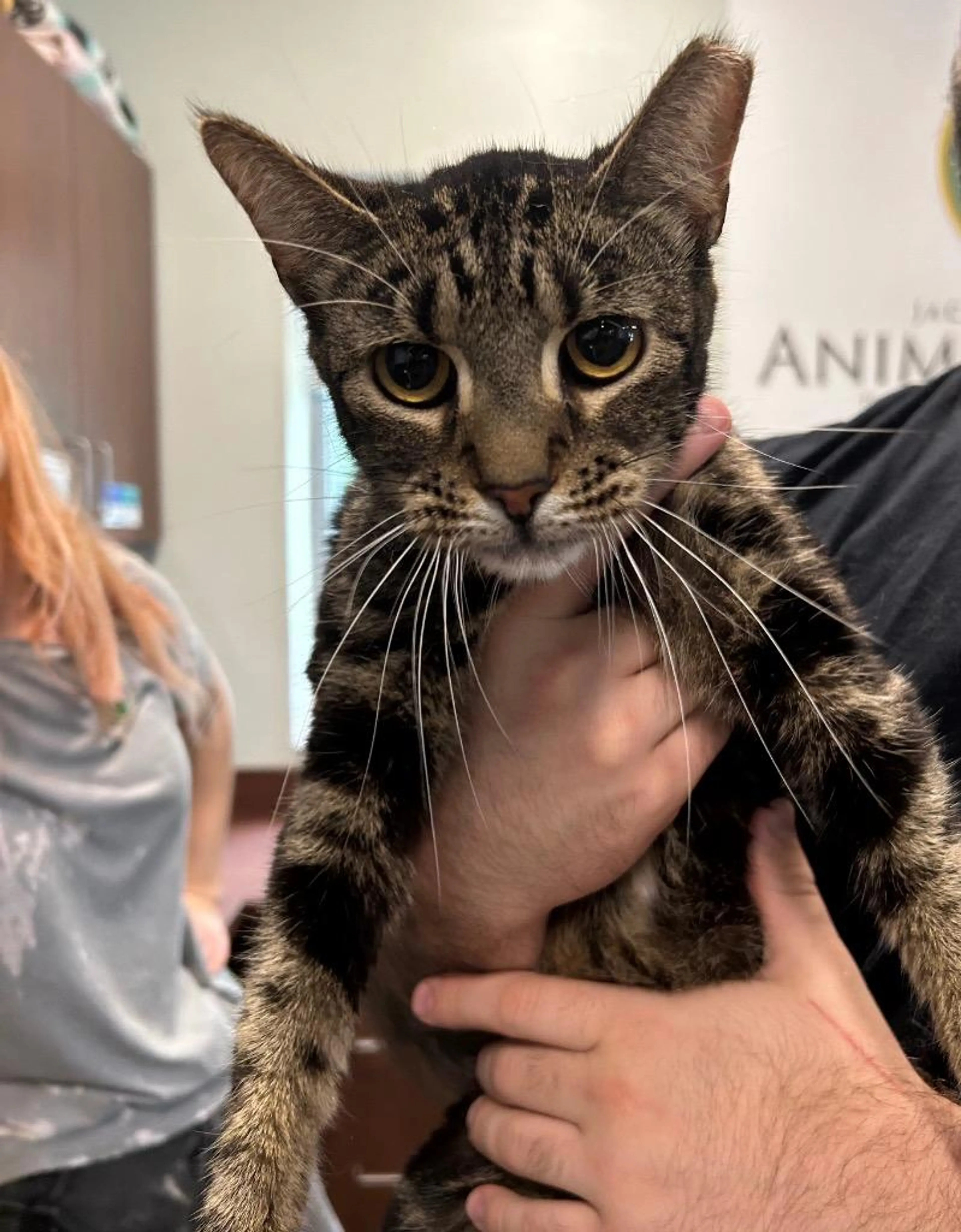 Found pet