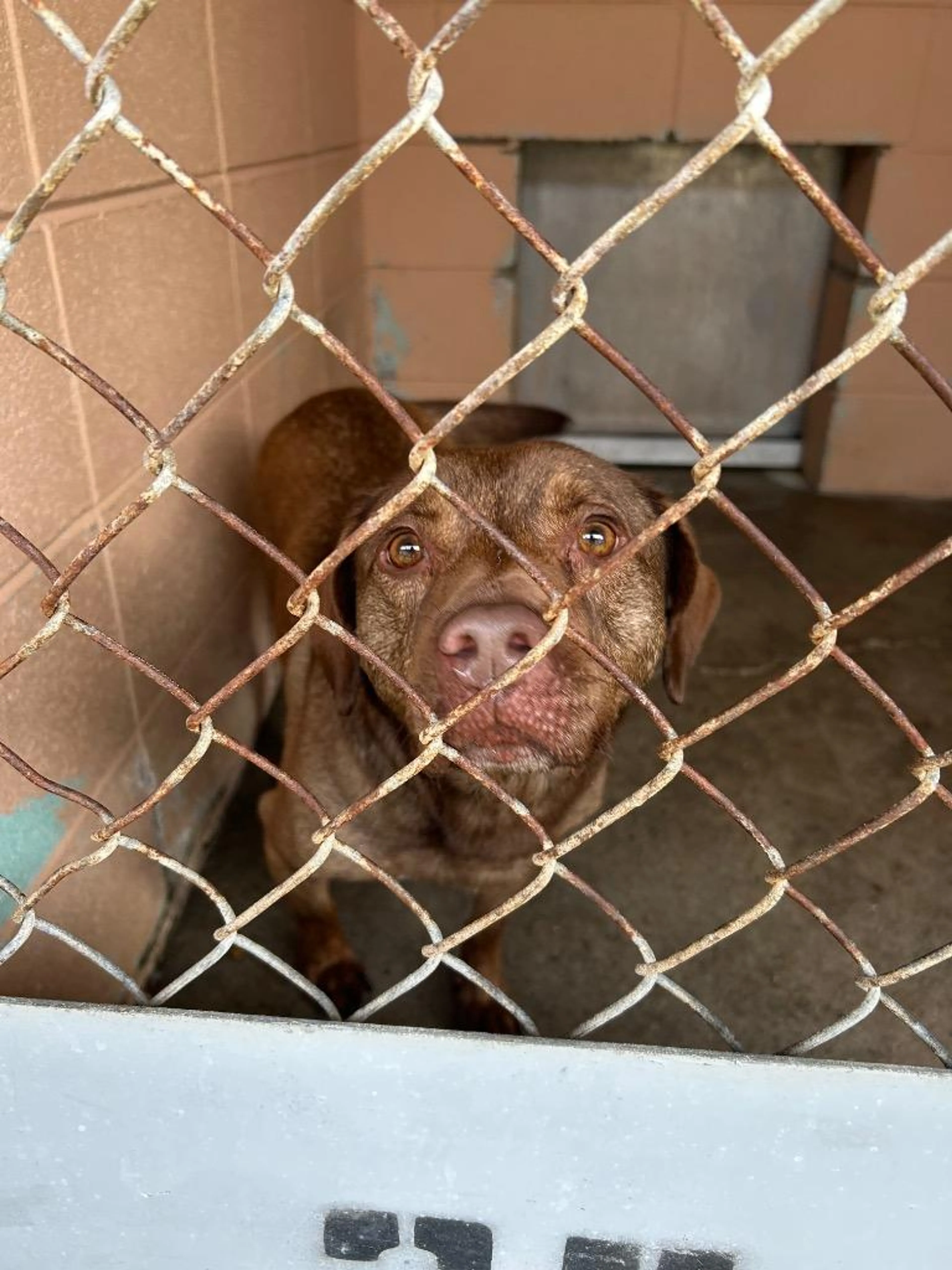 Found pet