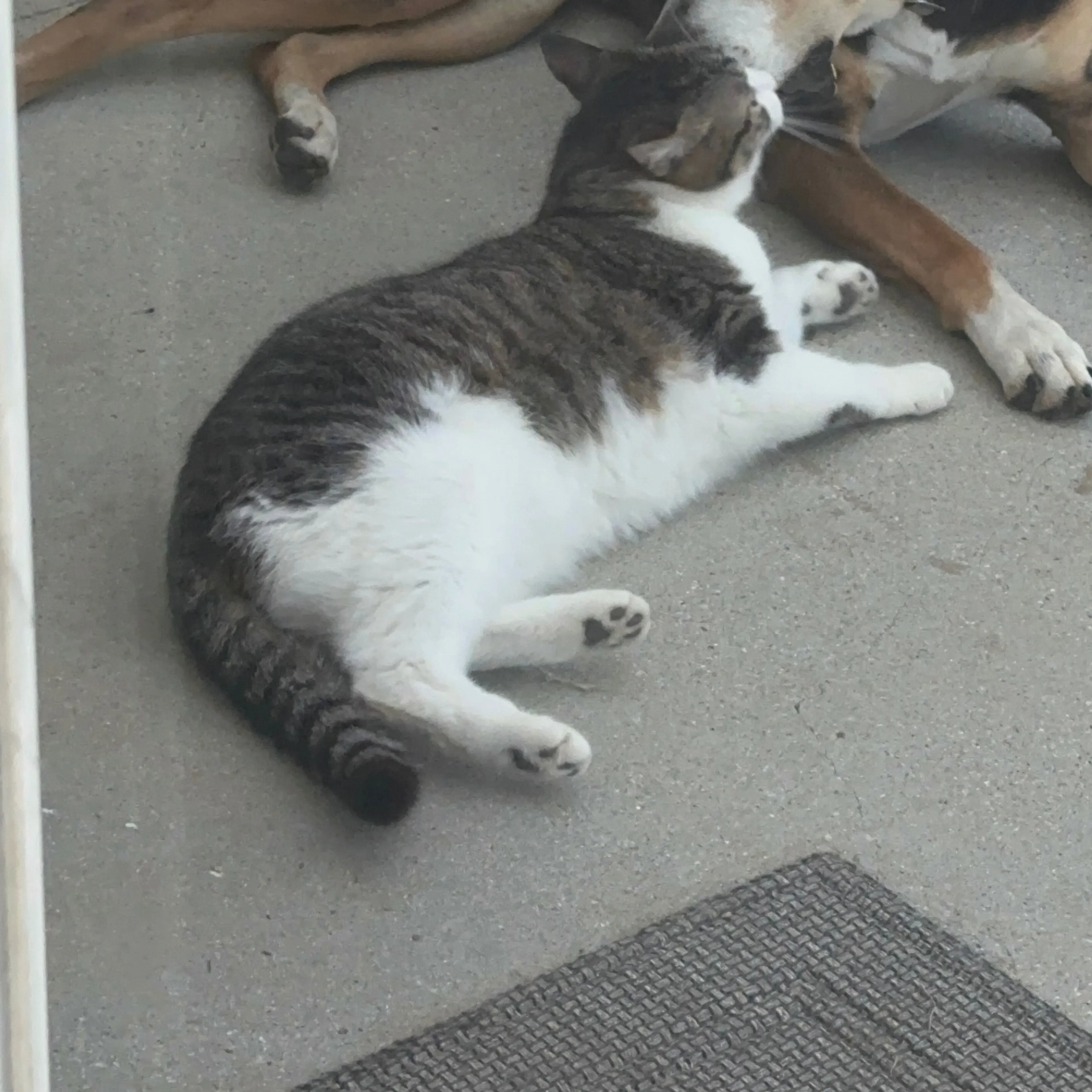 Lost pet-1