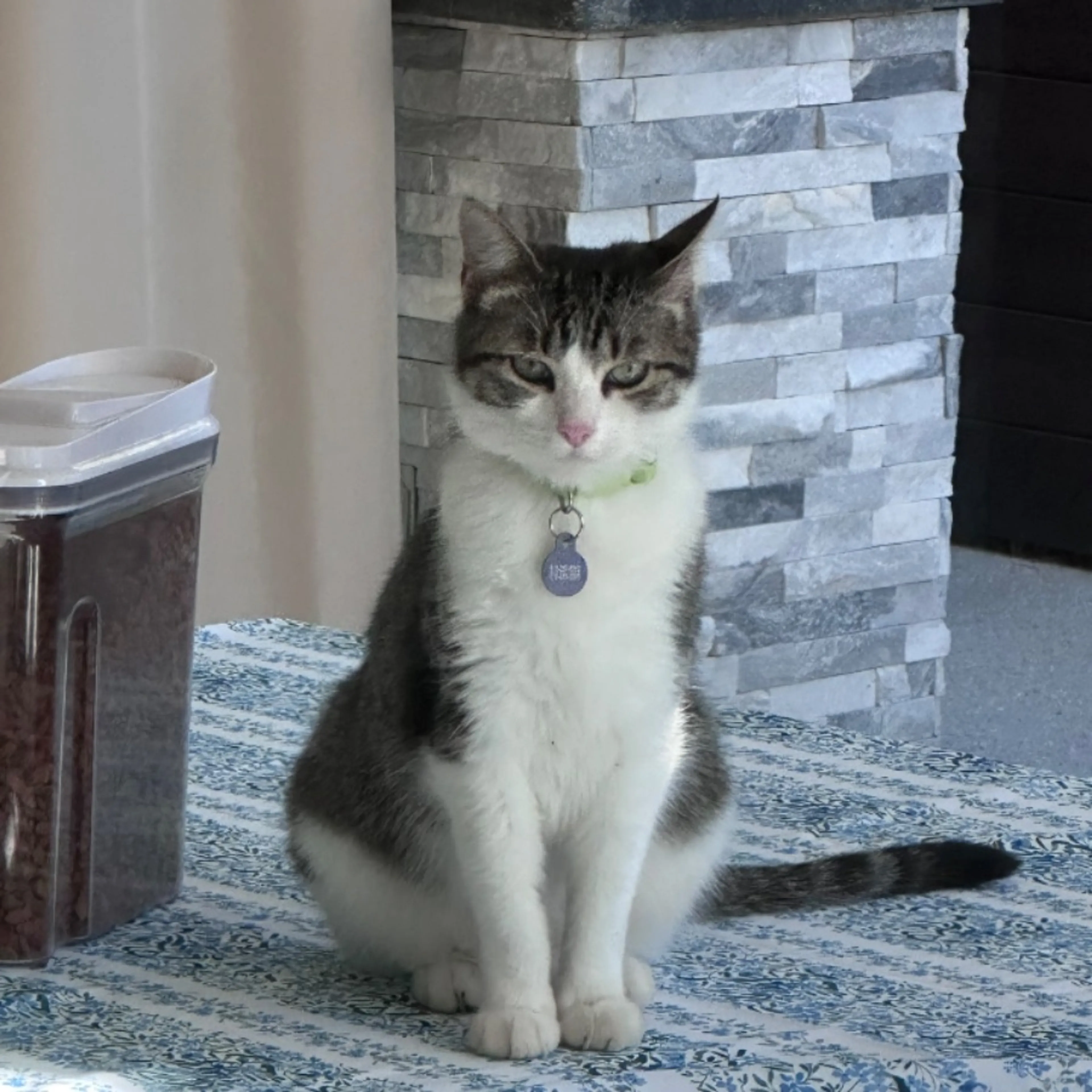 Lost pet-0