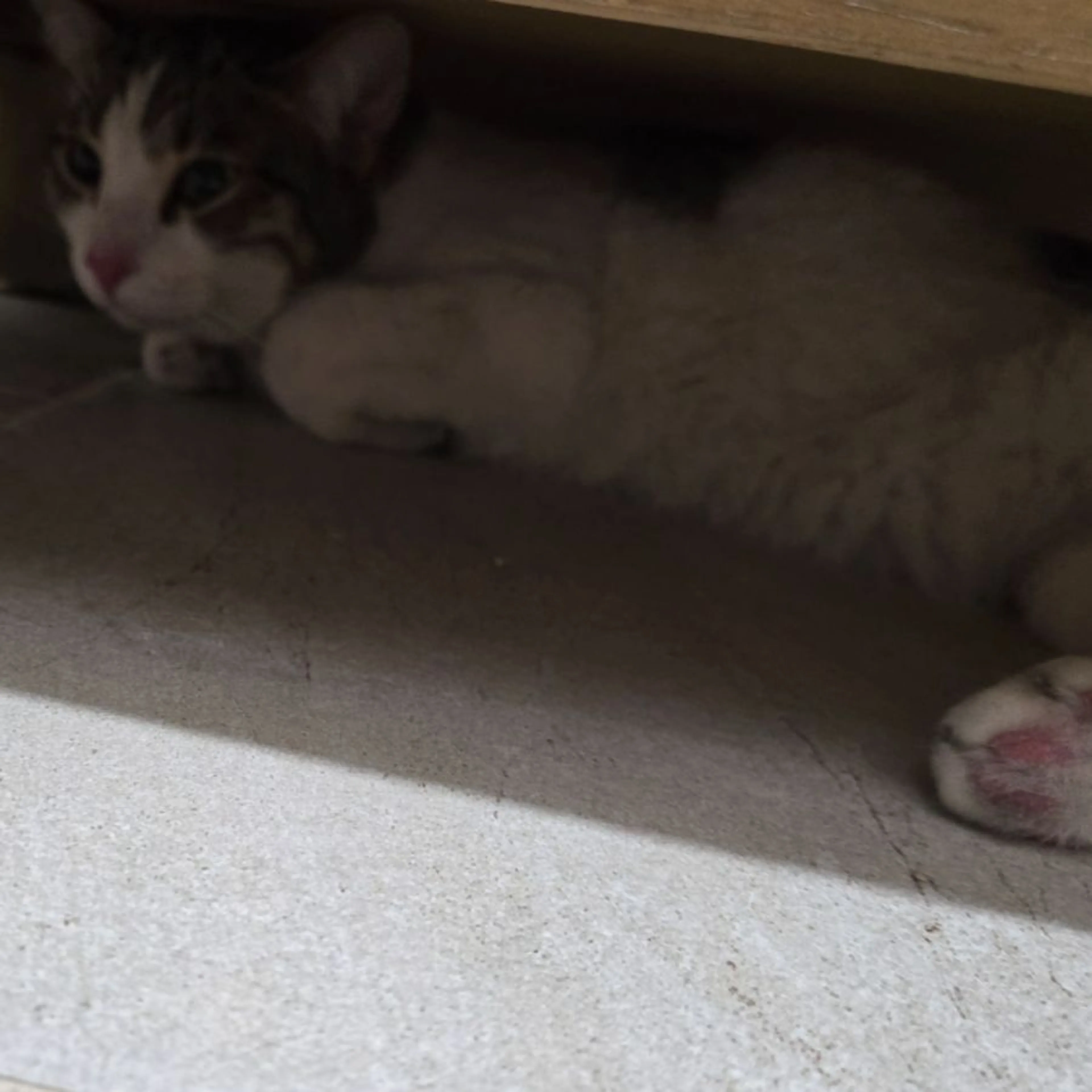 Found pet