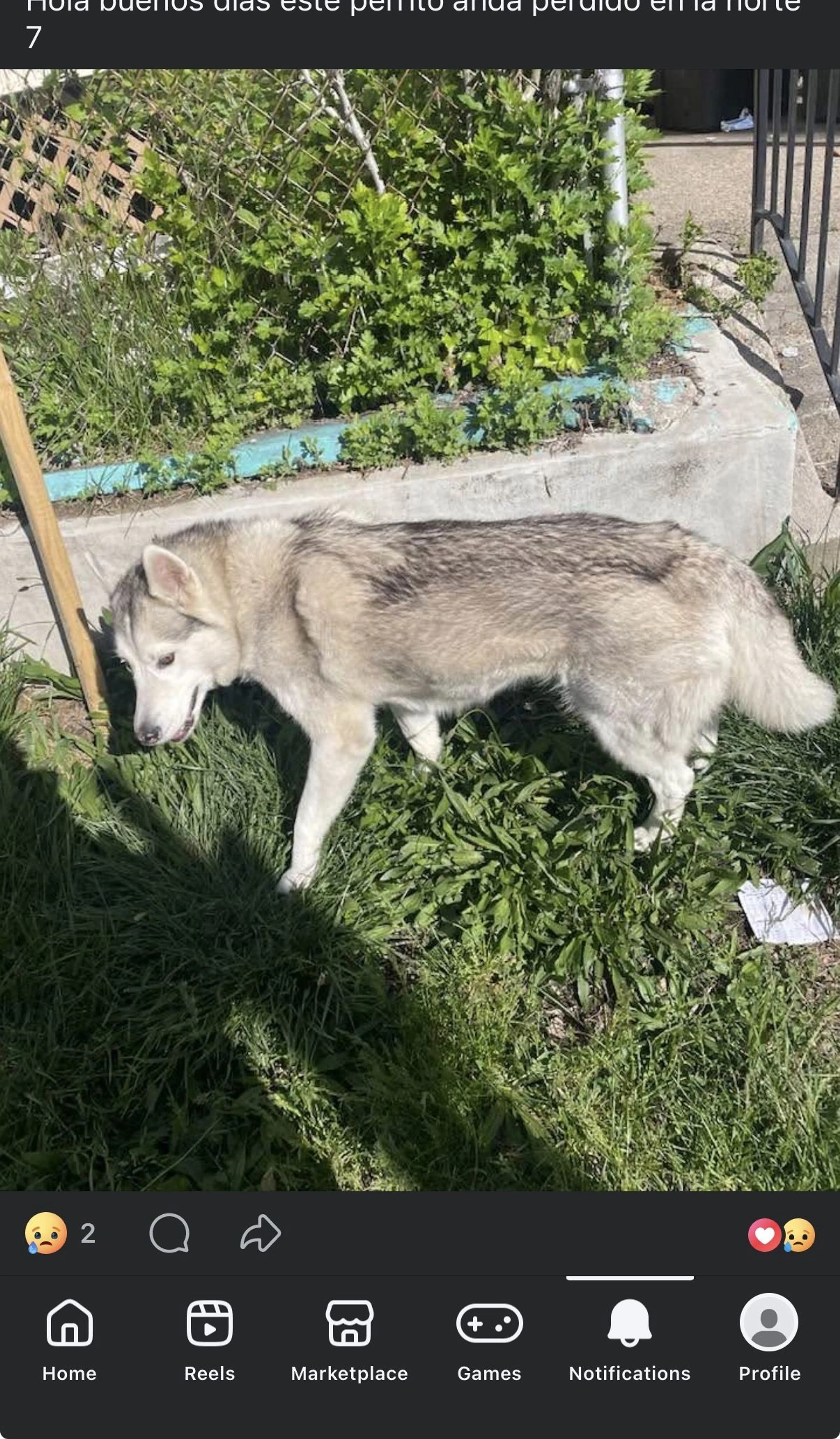 Lost pet-3