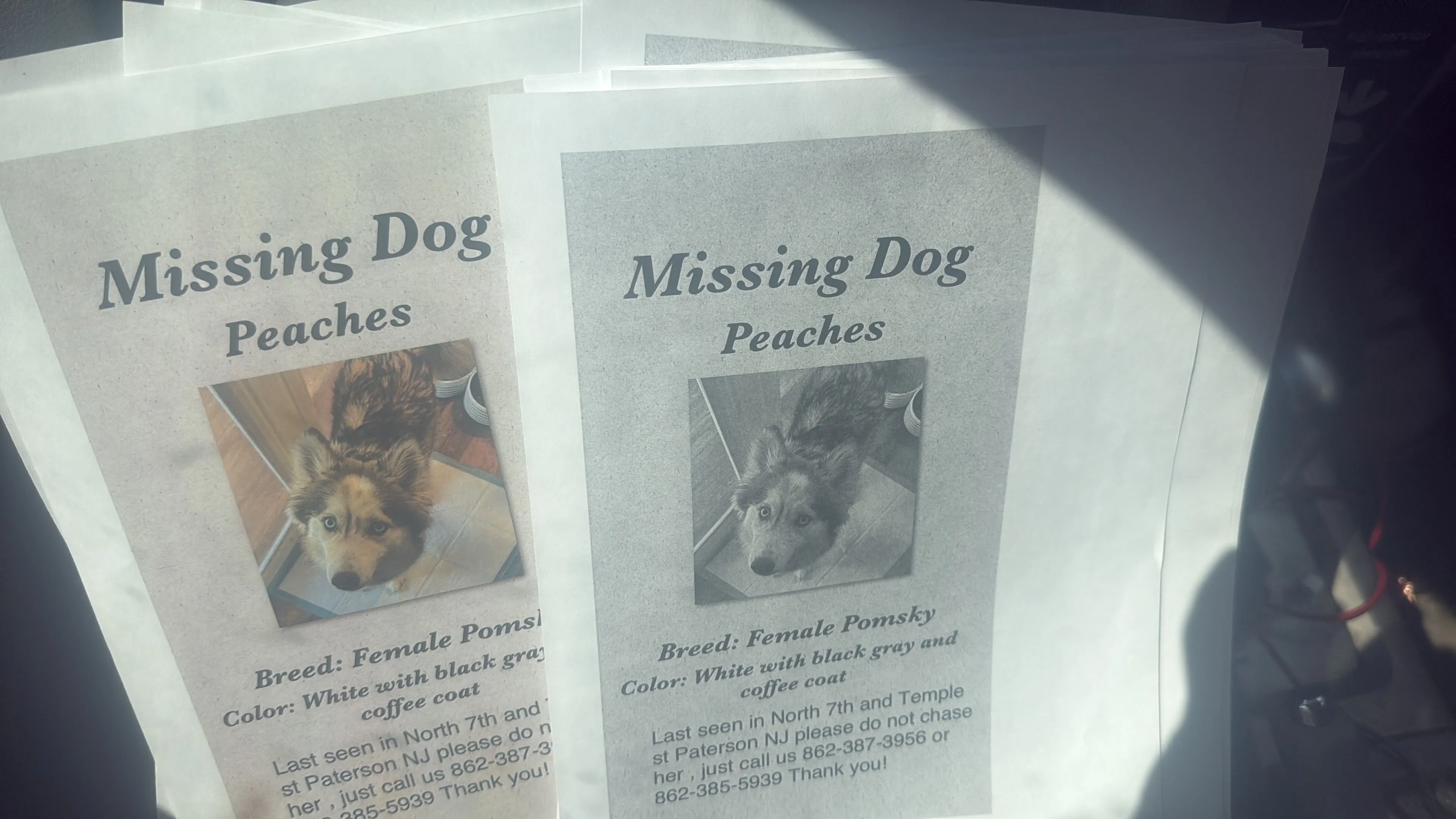 Lost pet-0
