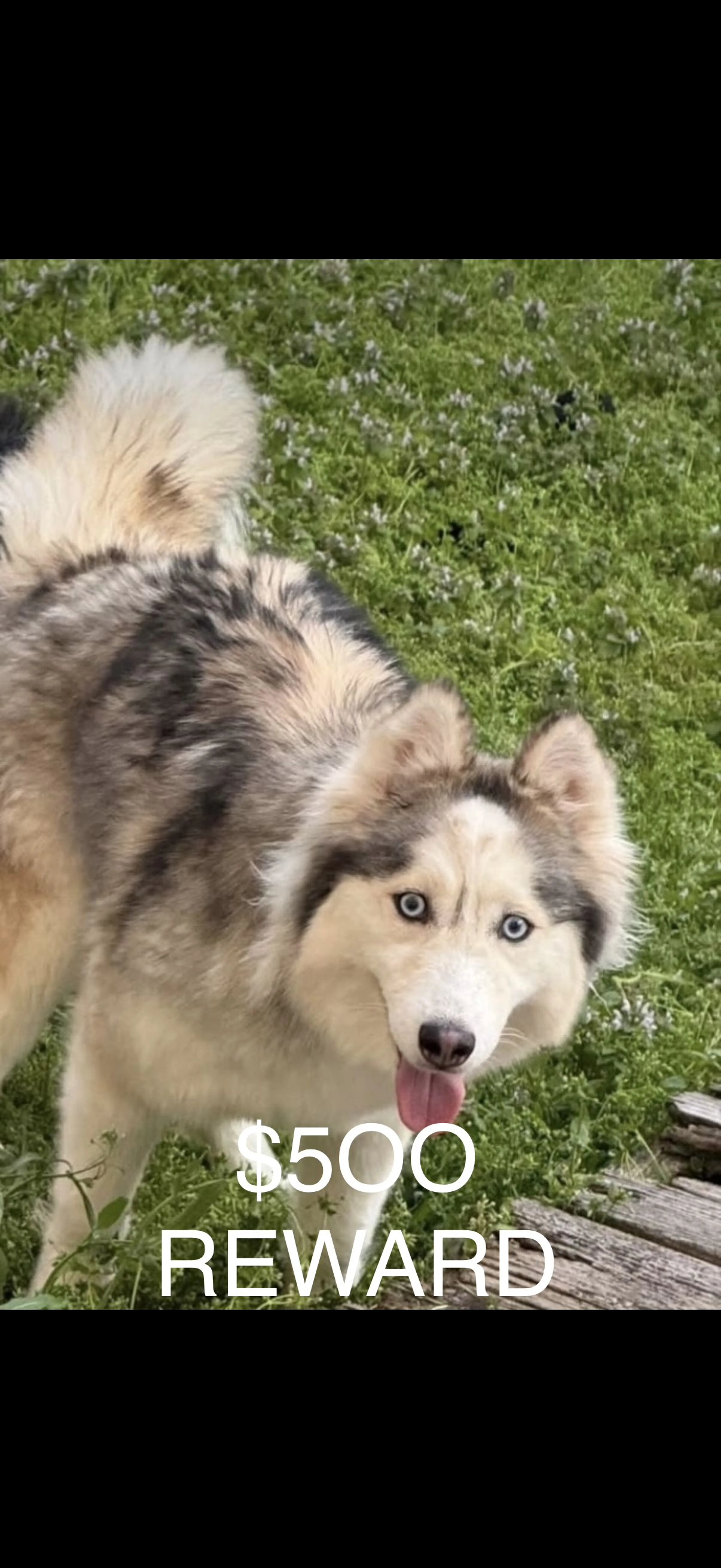 Lost pet-4