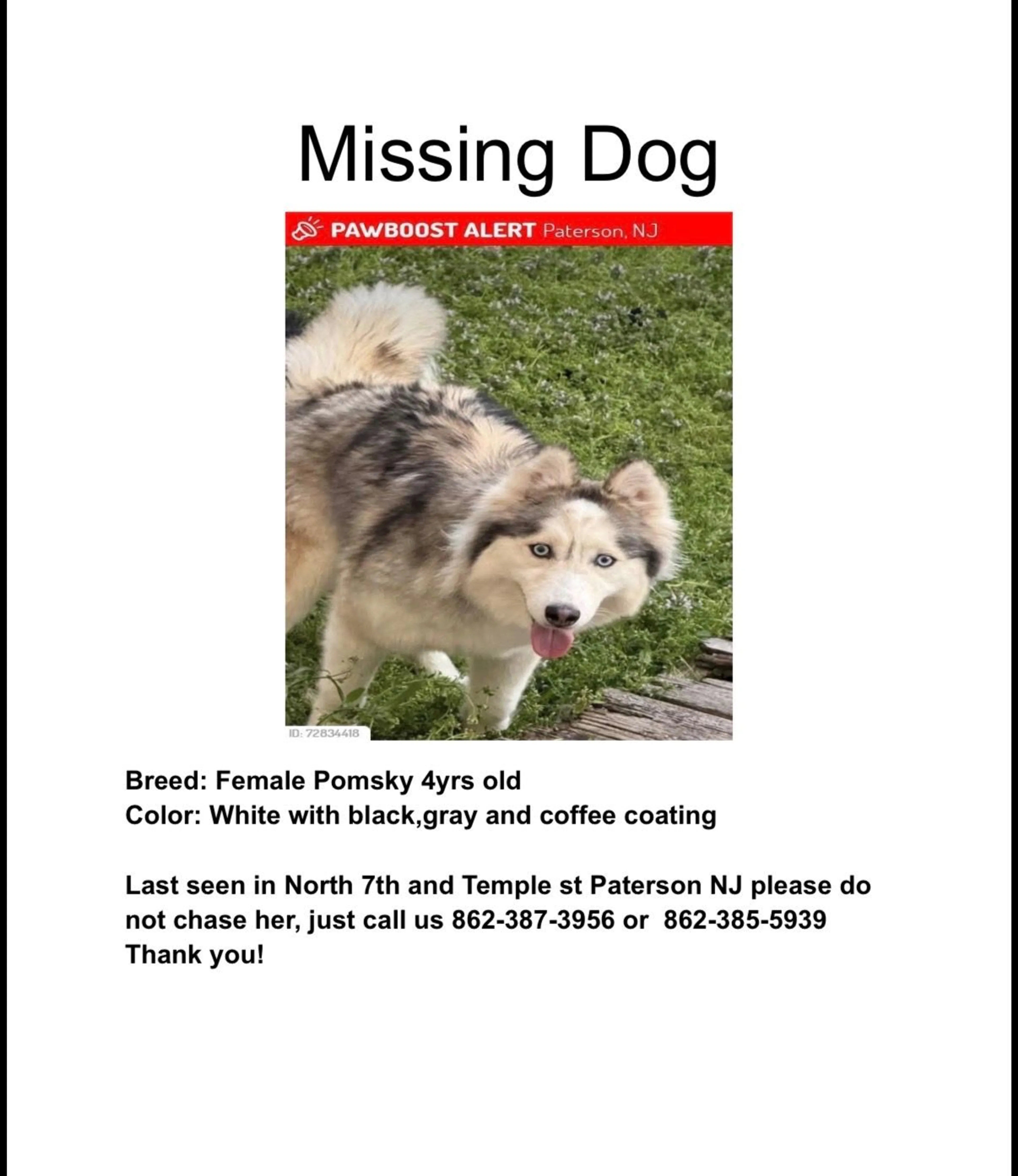 Lost pet-2