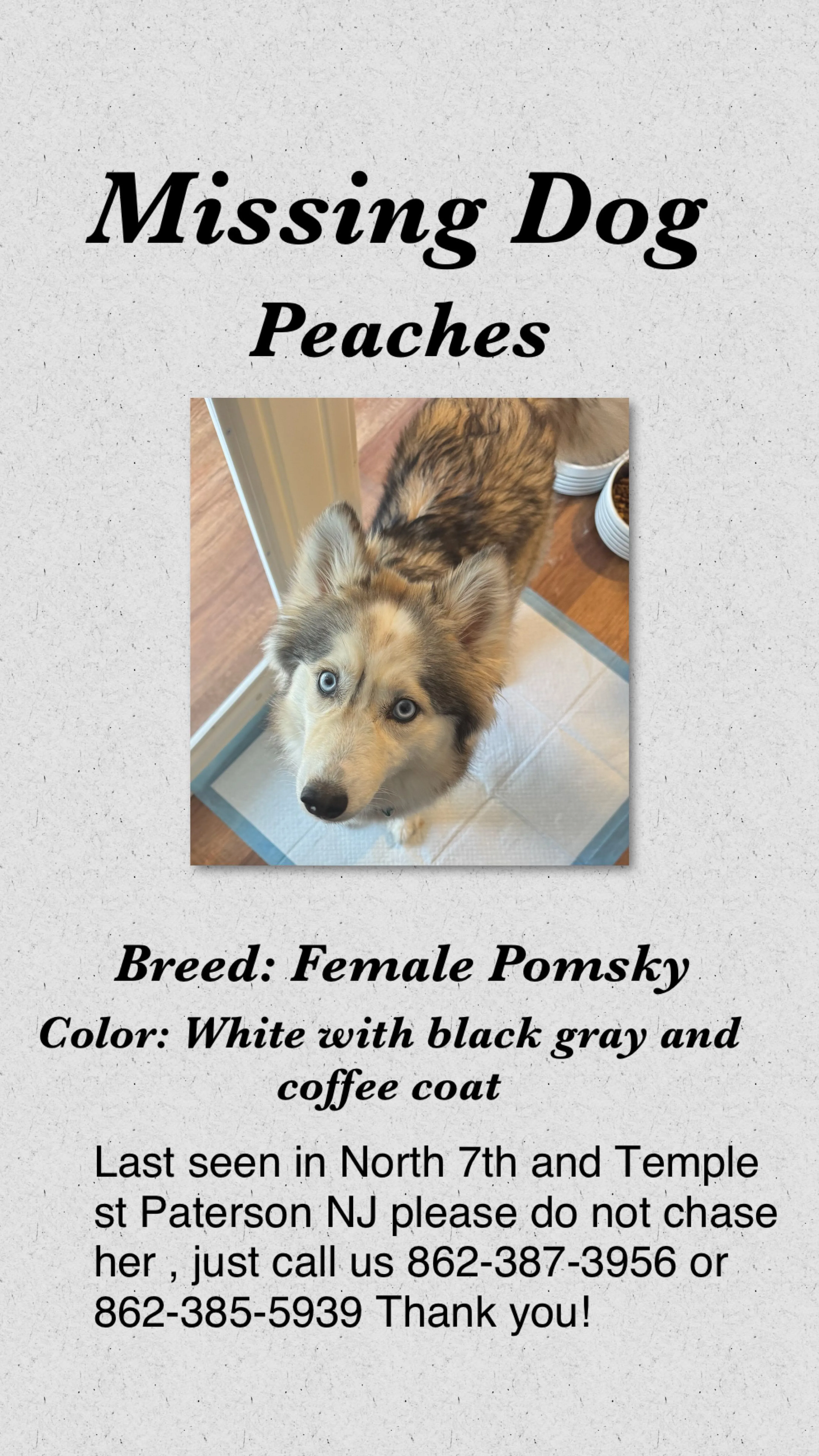 Lost pet-1