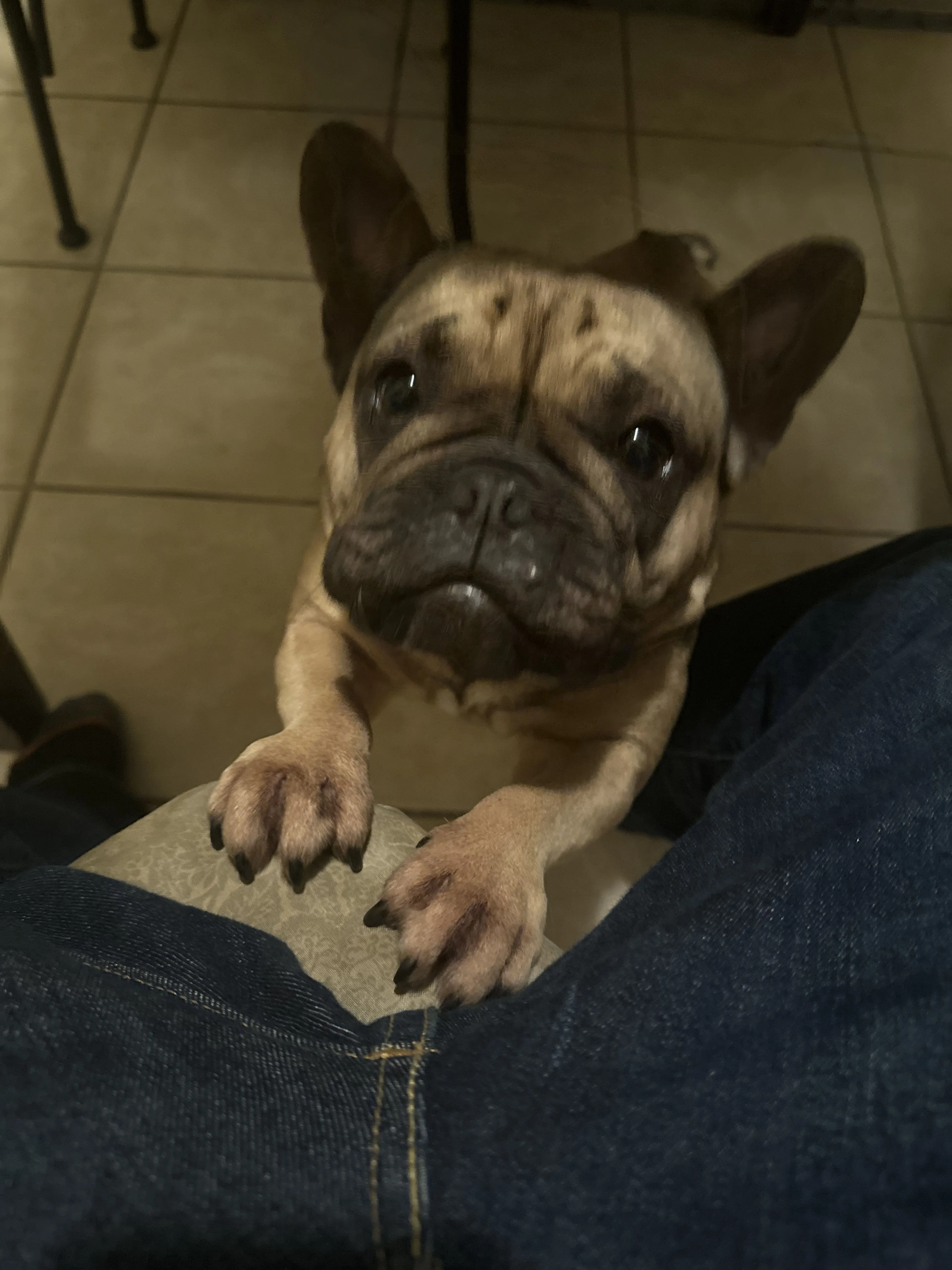 Lost pet-0