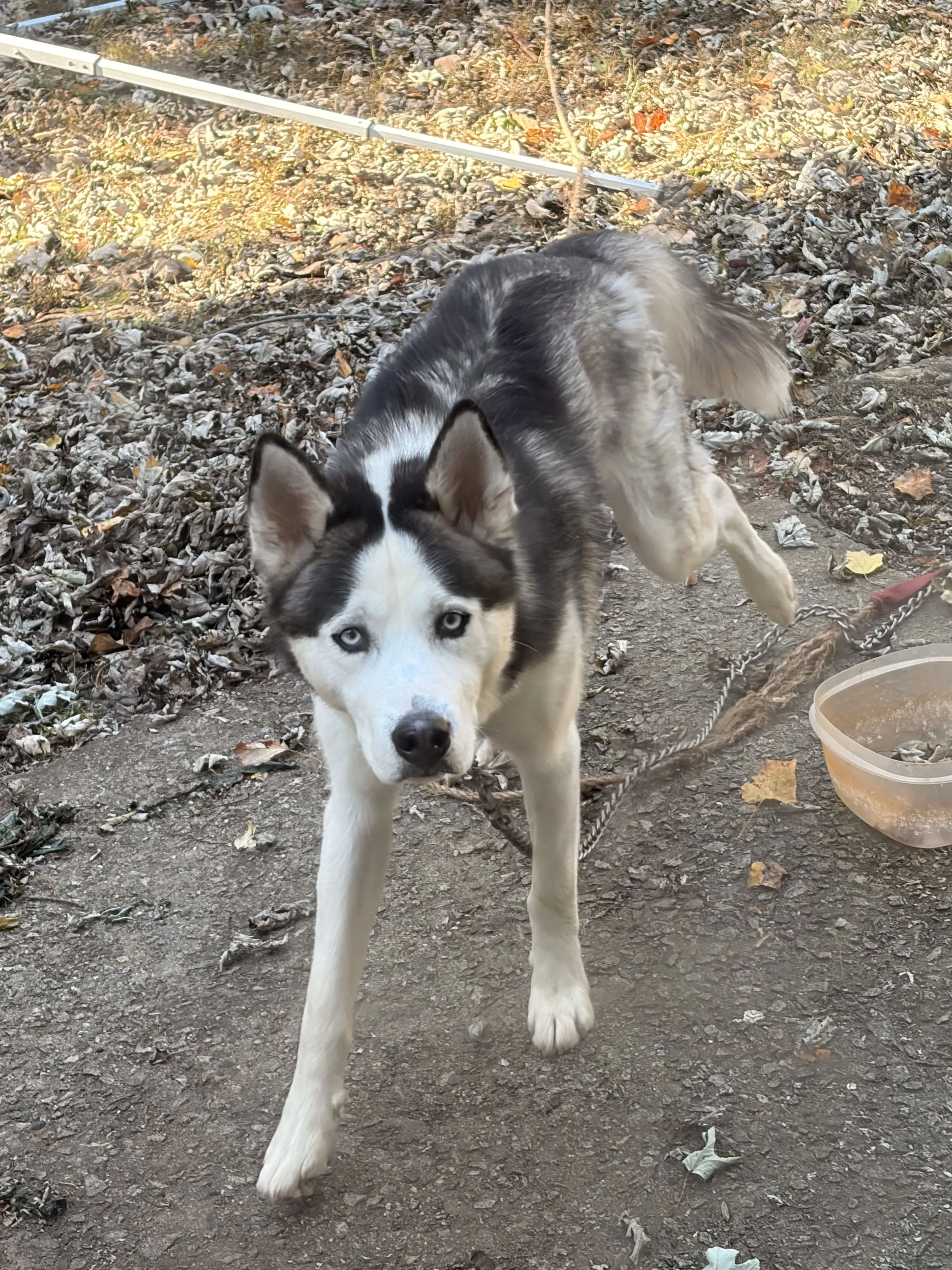 Lost pet