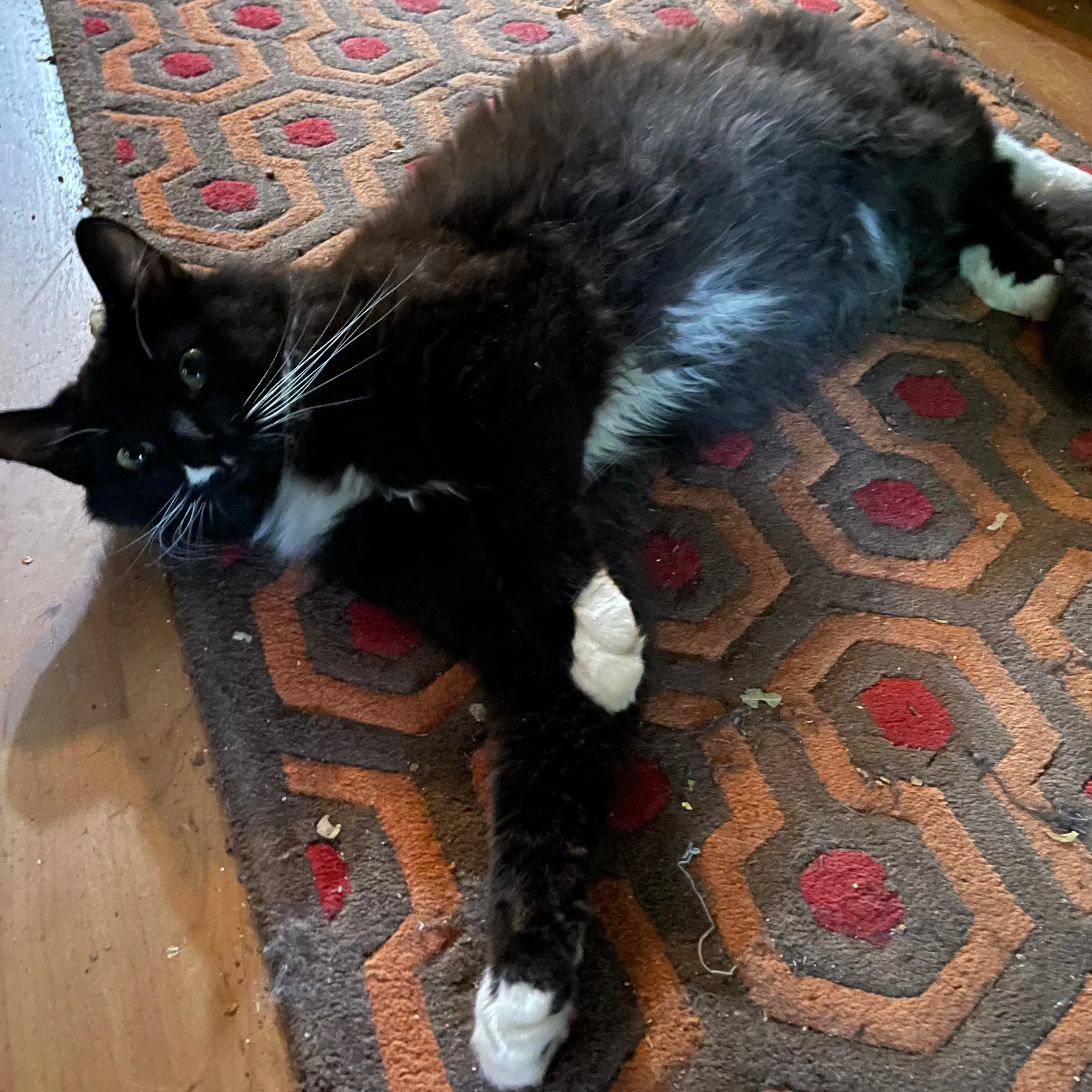 Lost pet-3