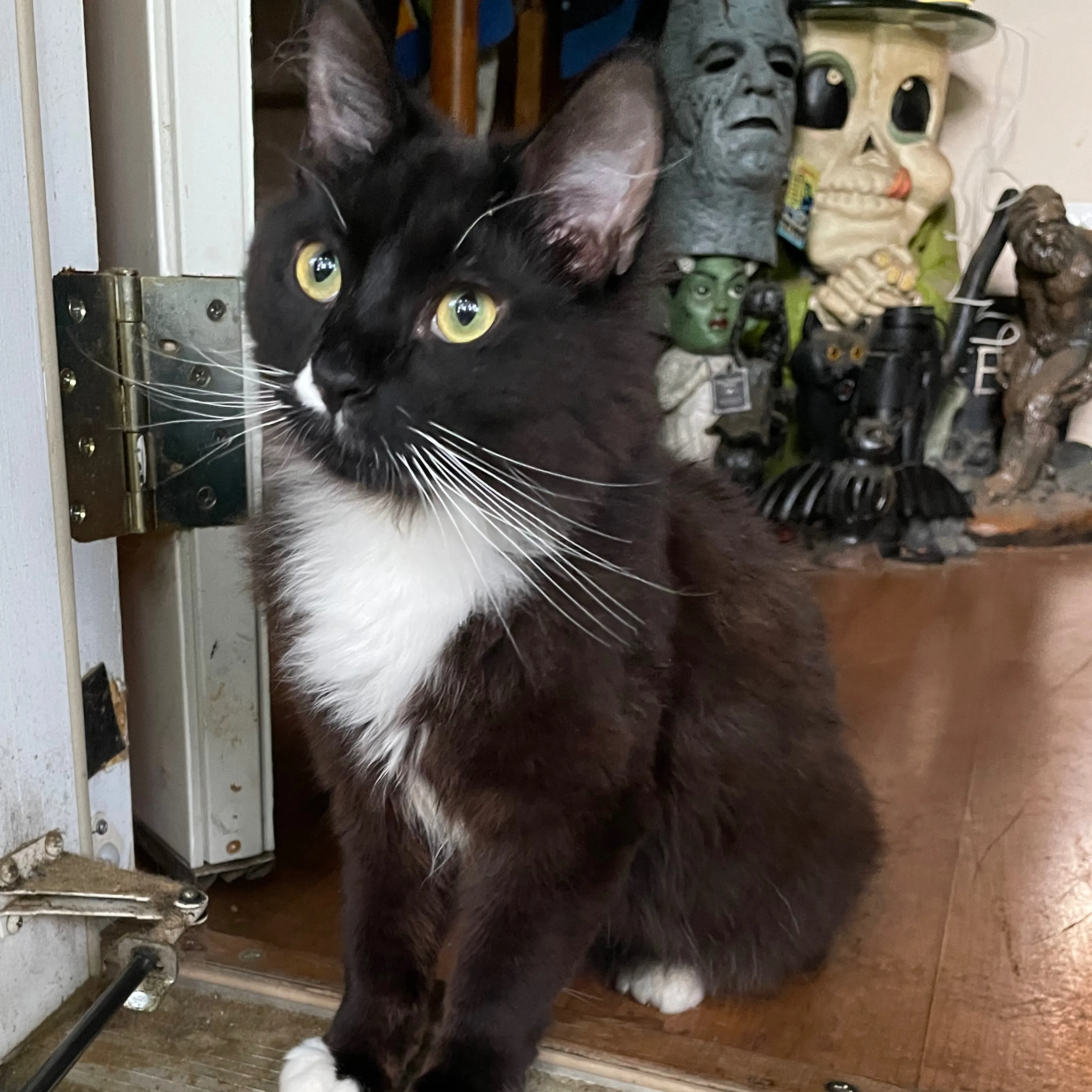 Lost pet-1