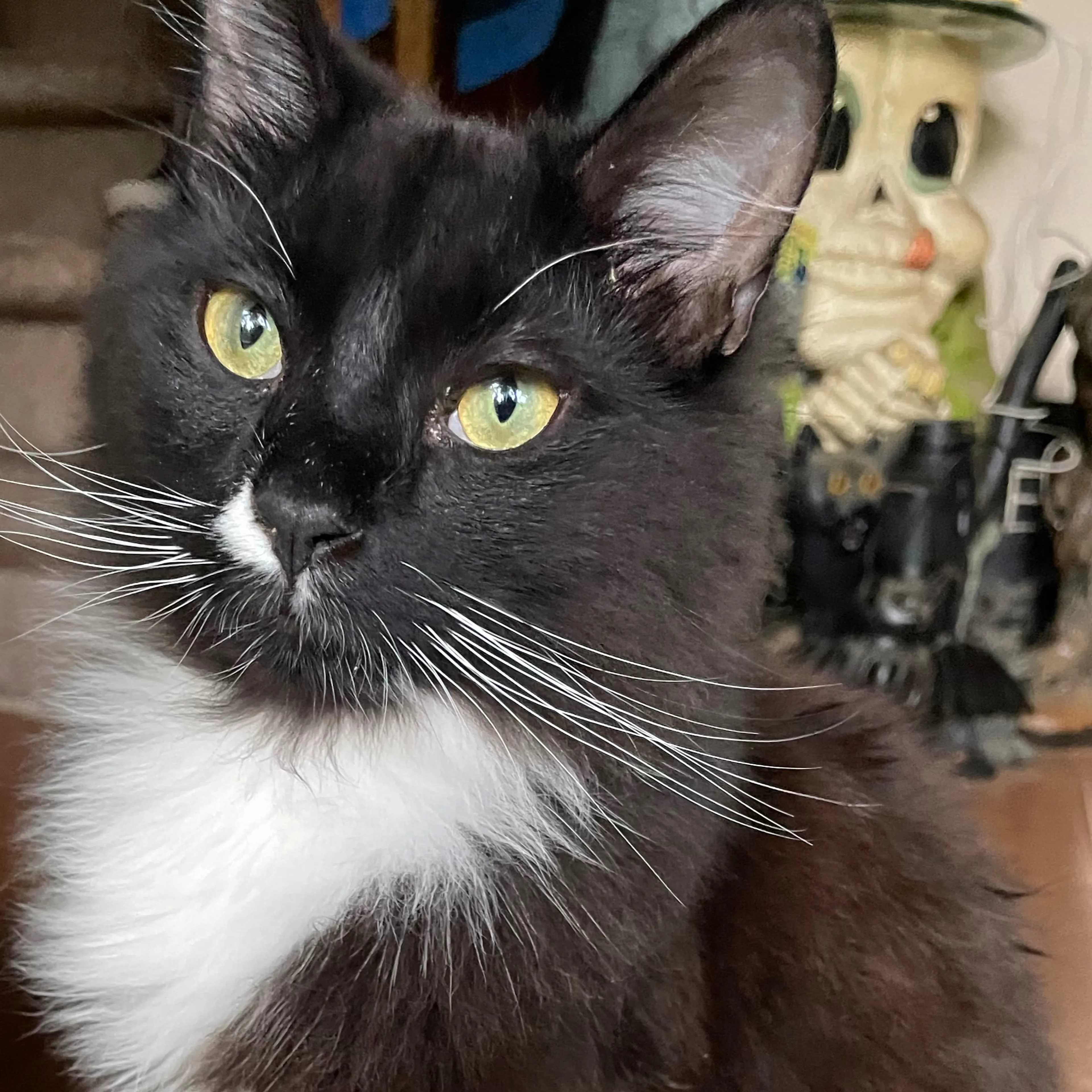 Lost pet-2