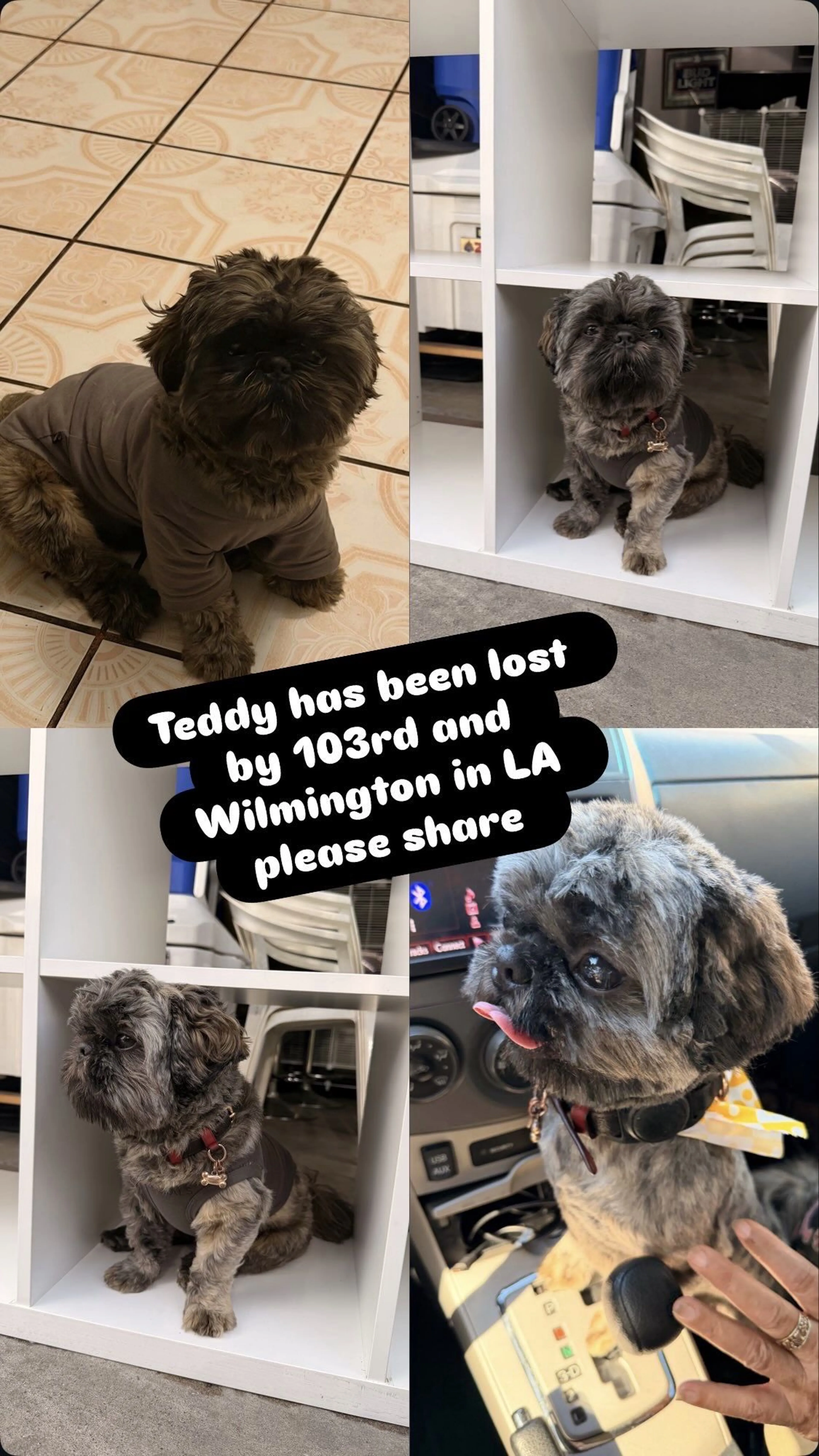 Lost pet