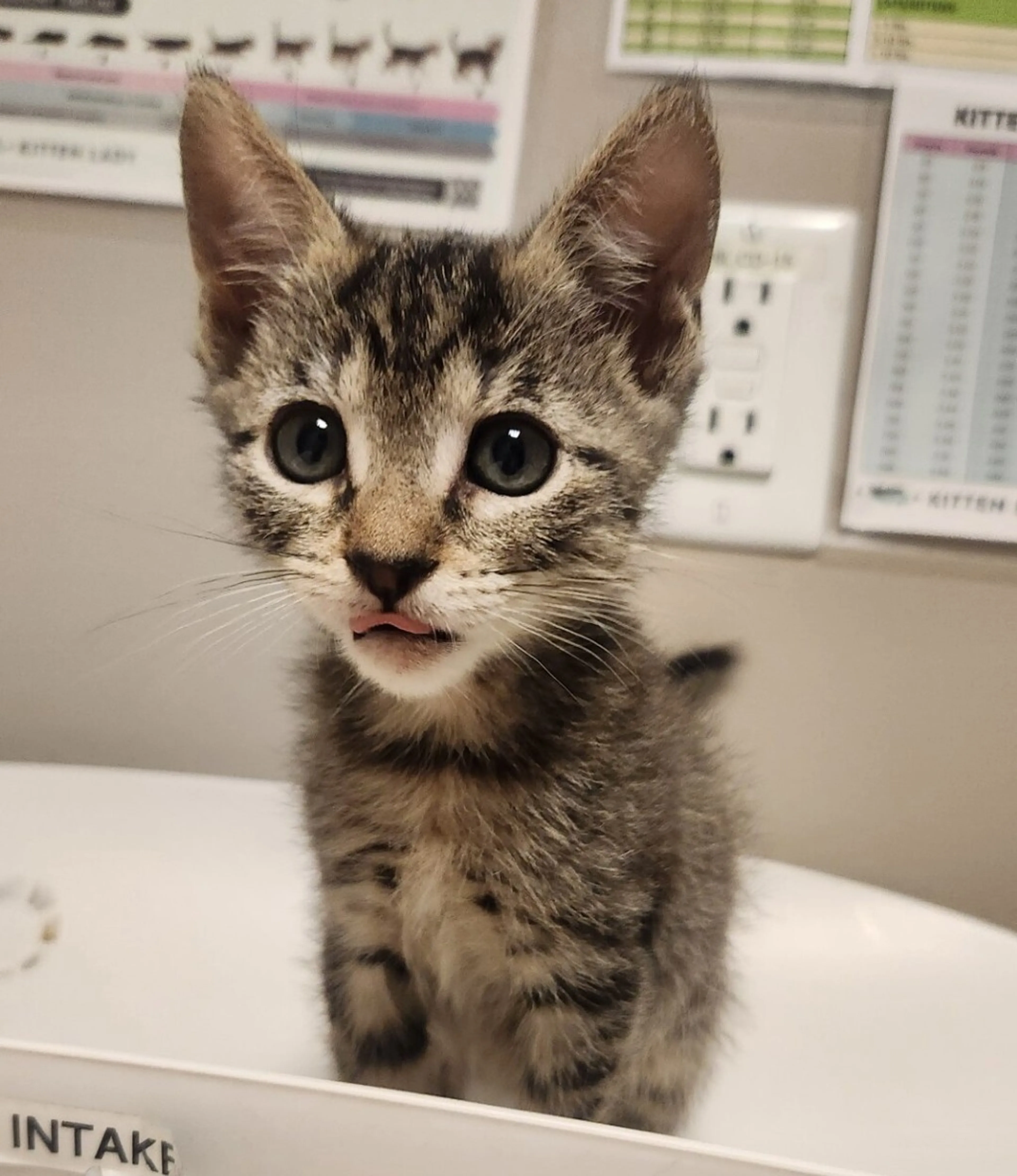 Found pet
