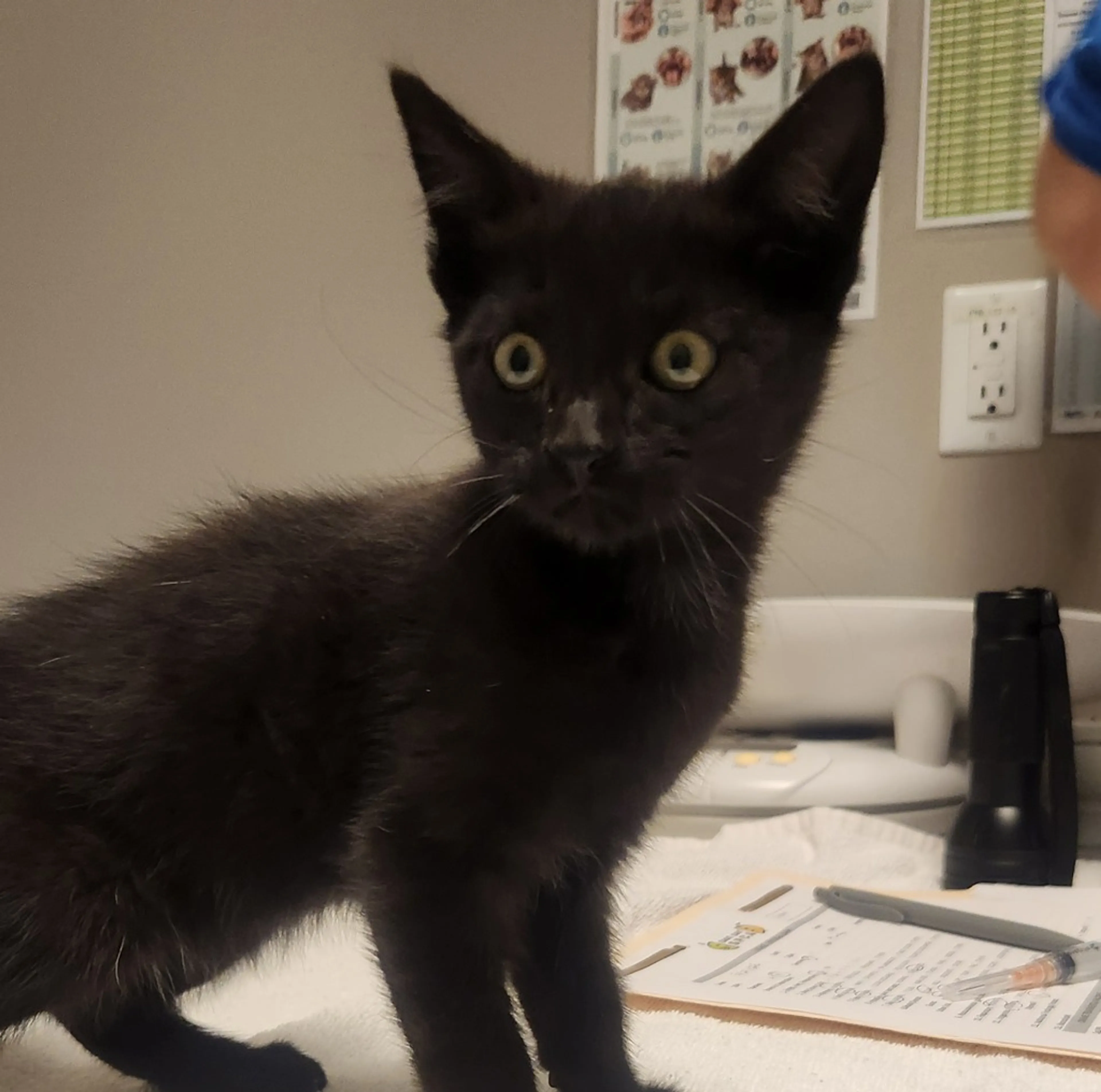 Found pet