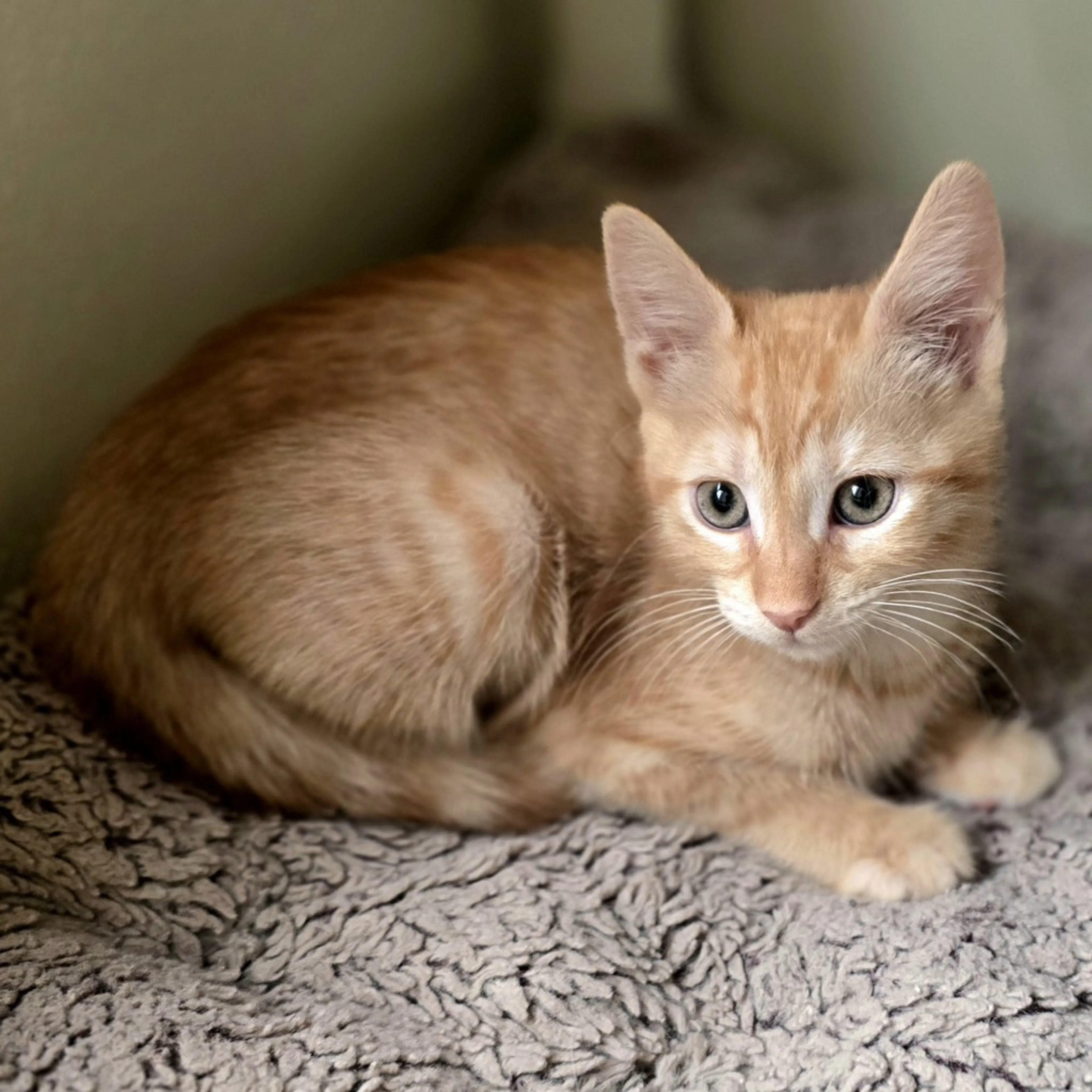 Found pet-1