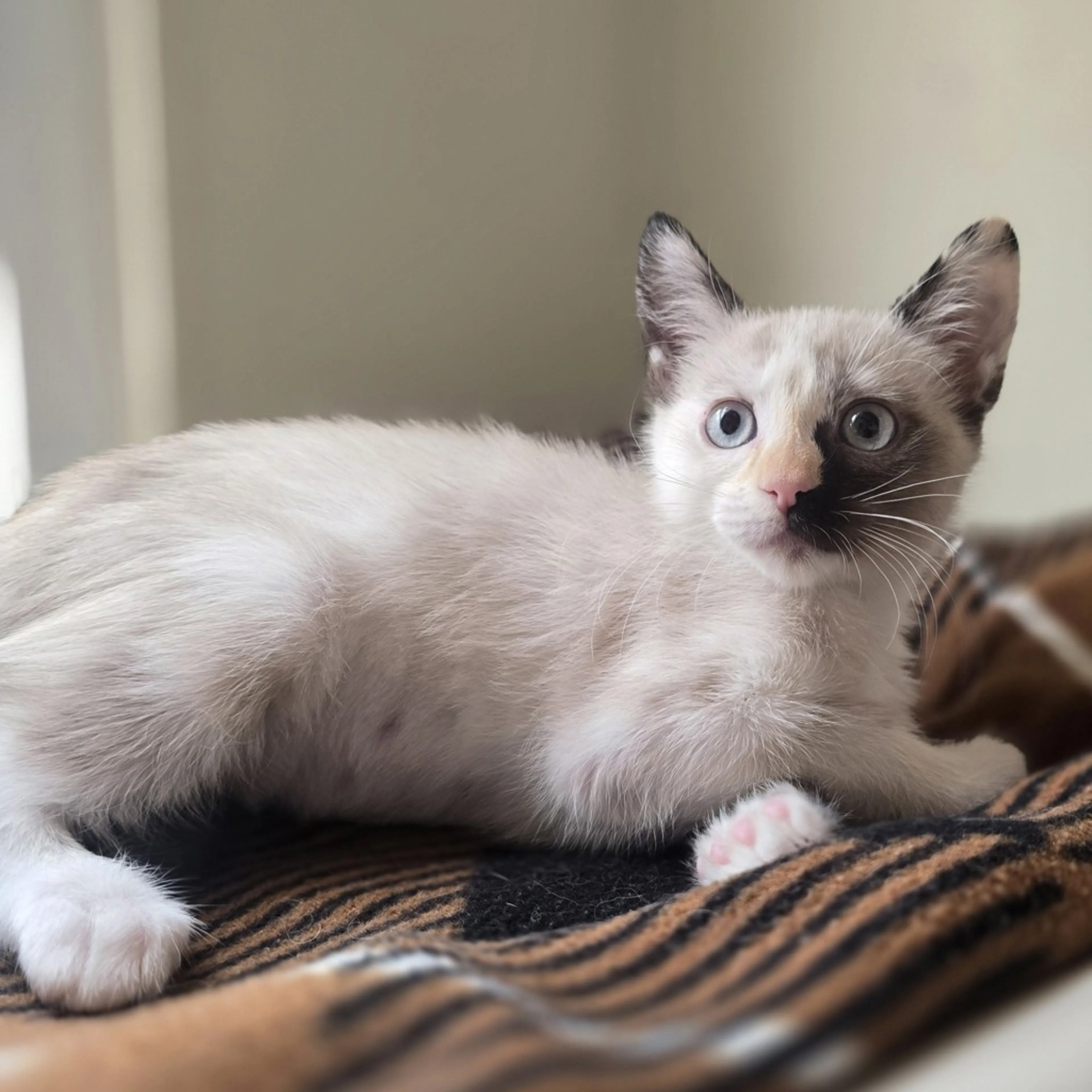 Found pet-1
