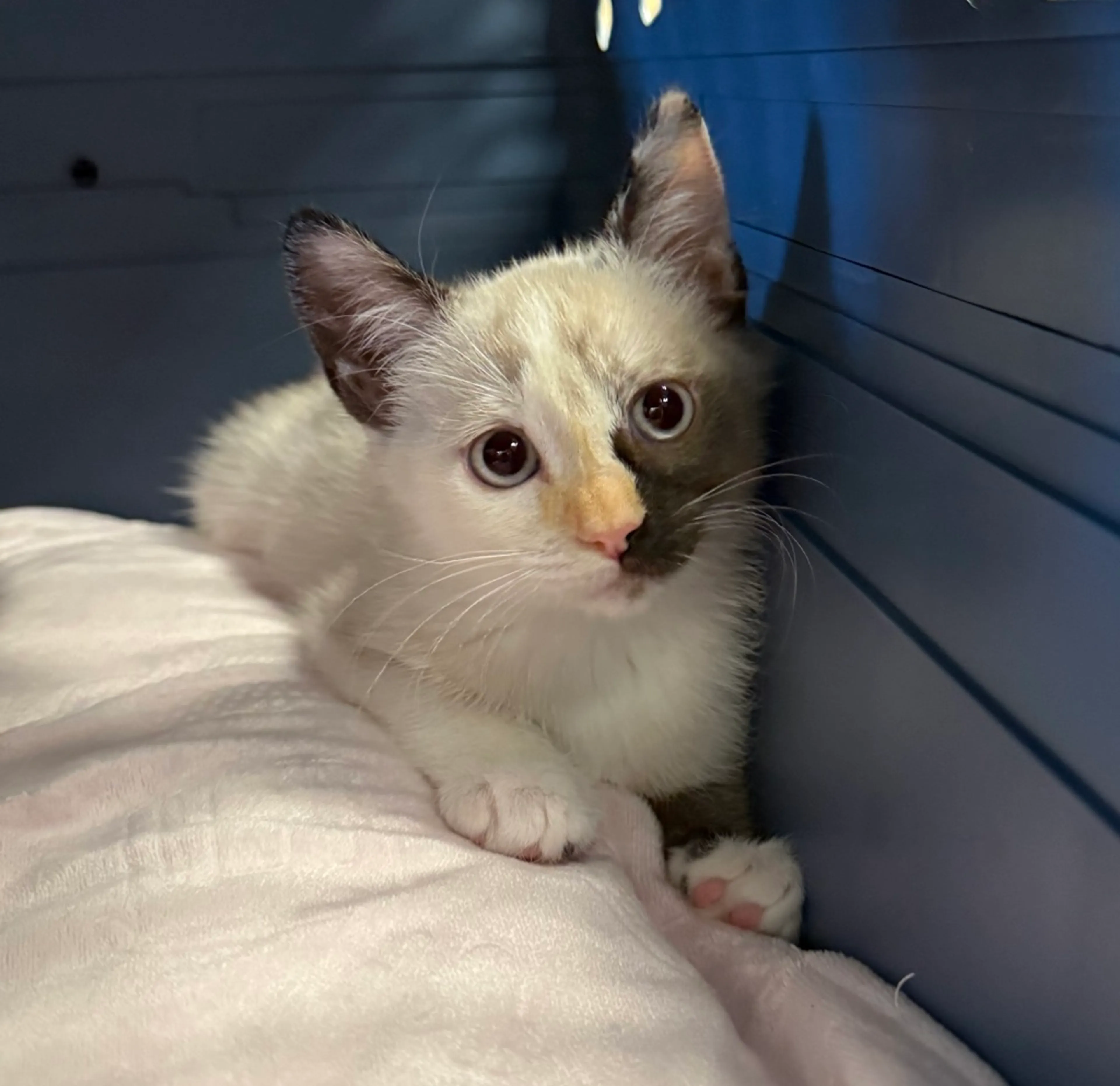 Found pet-2