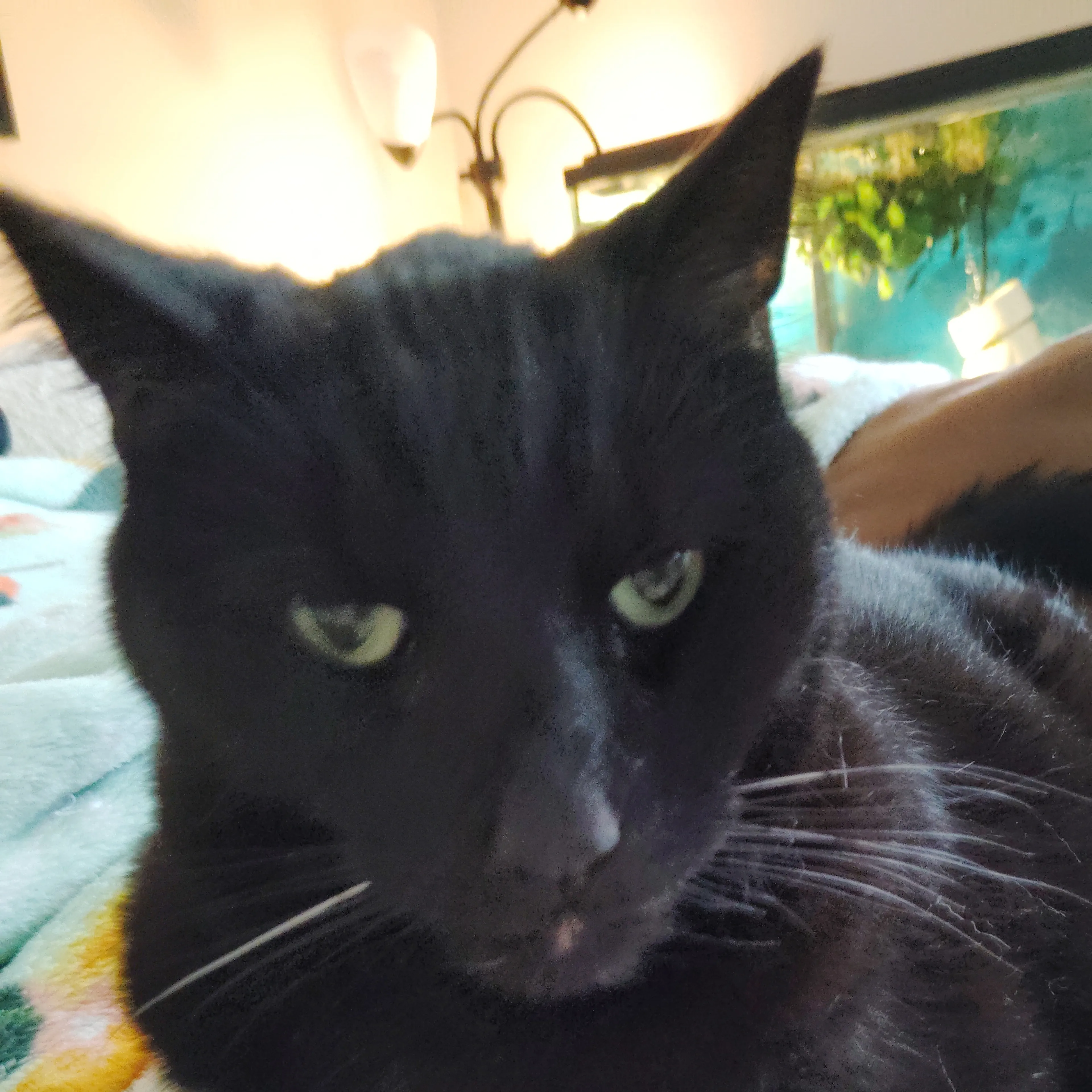 Lost pet-2