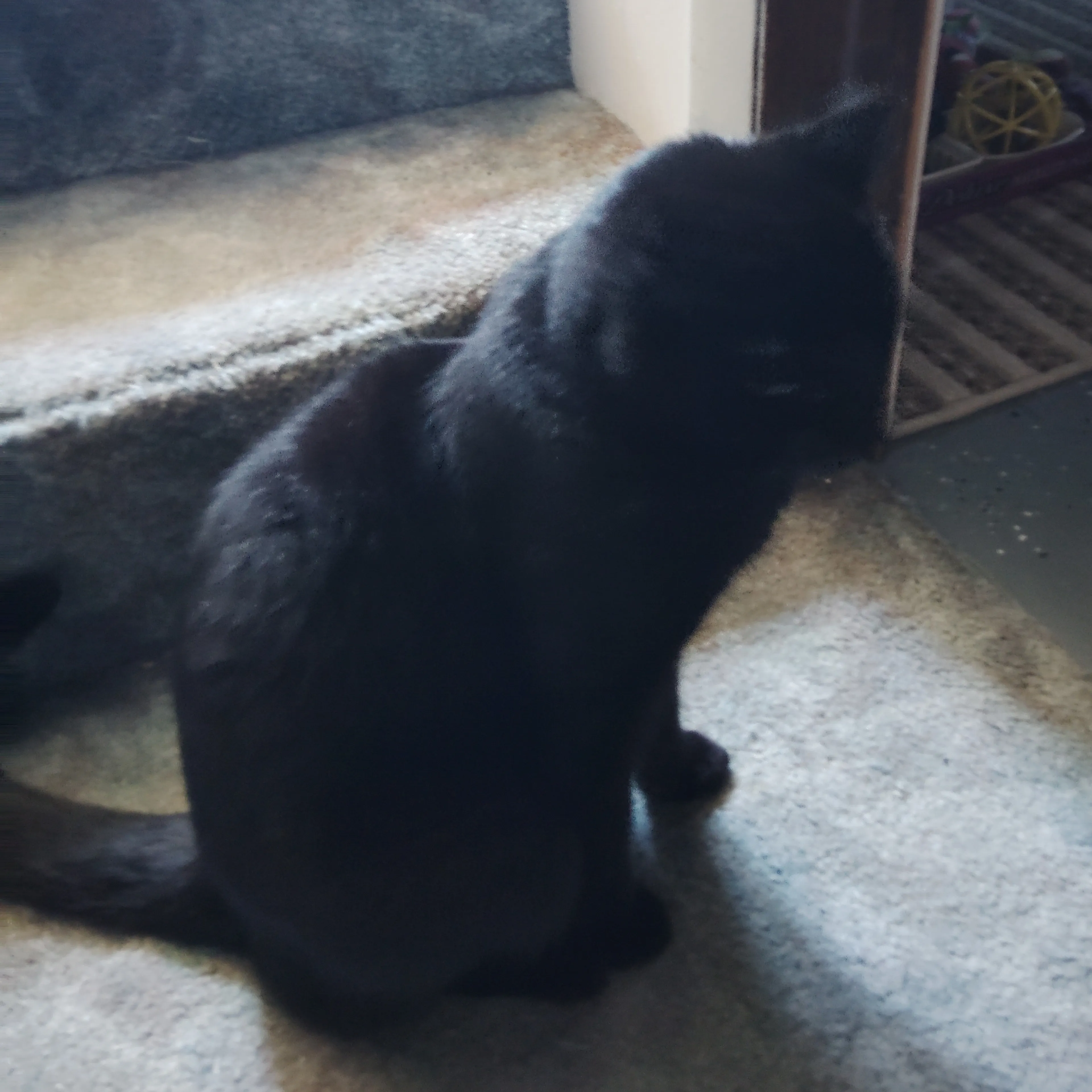 Lost pet-1