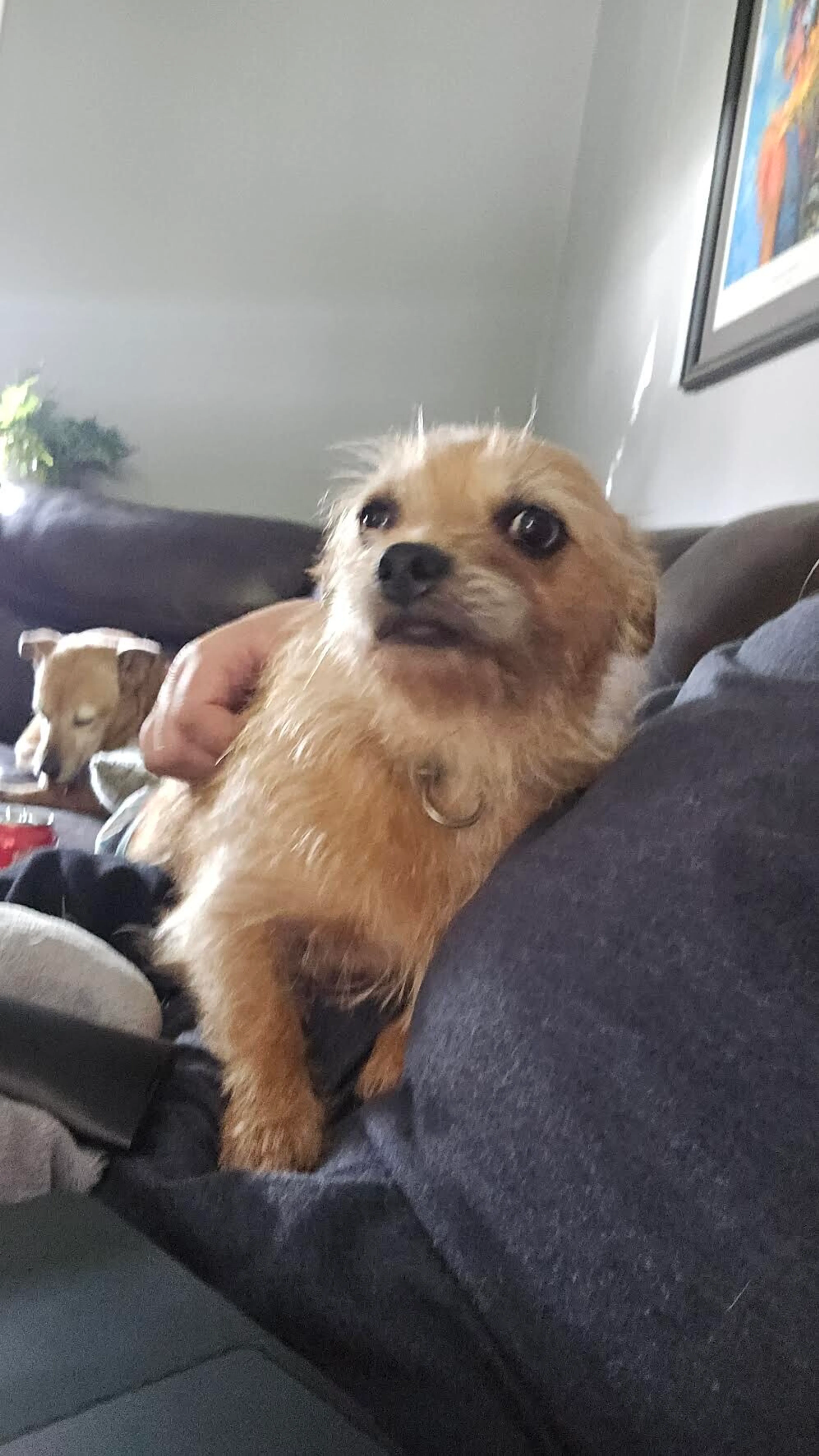 Found pet-0