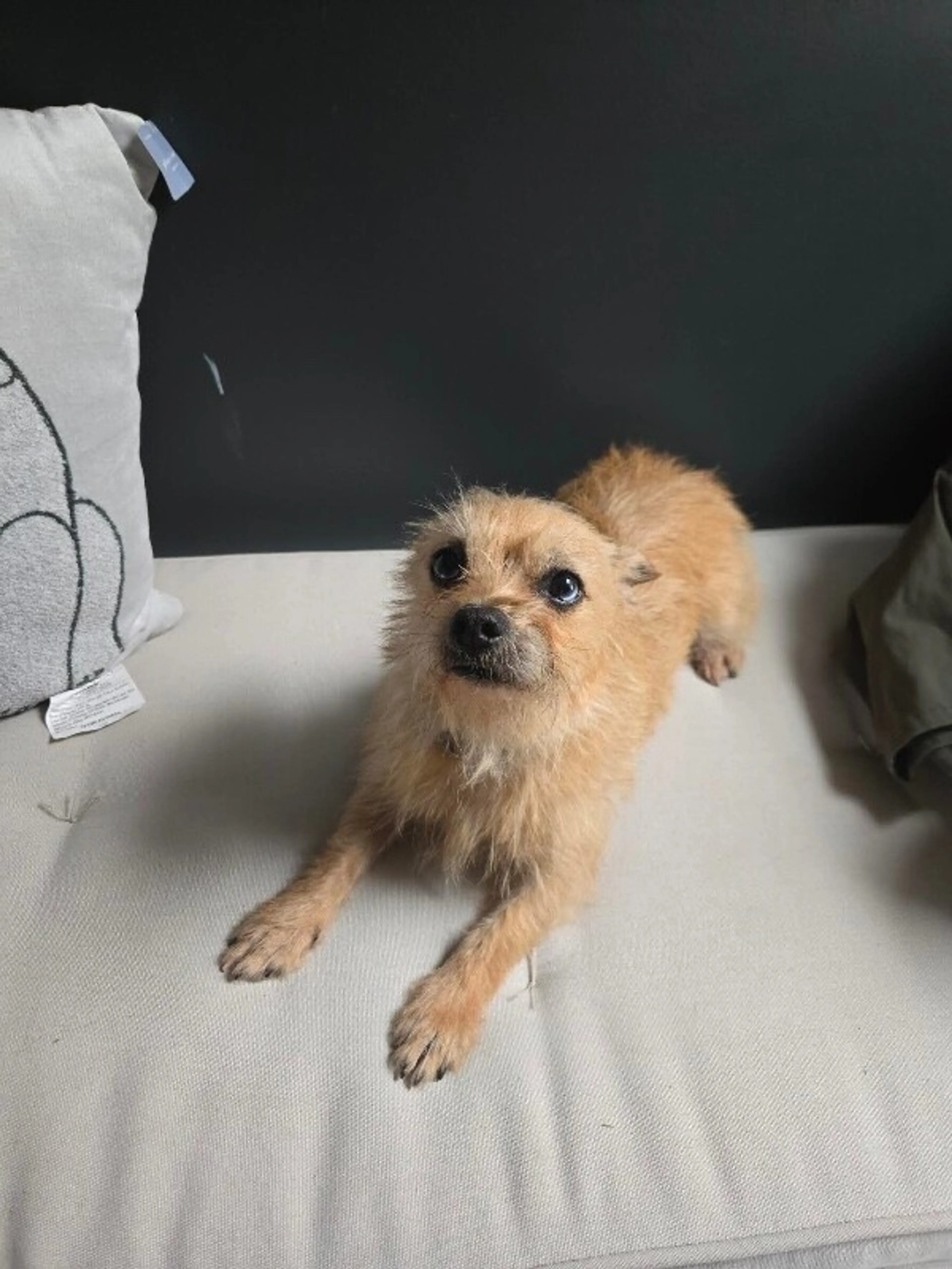 Found pet-1