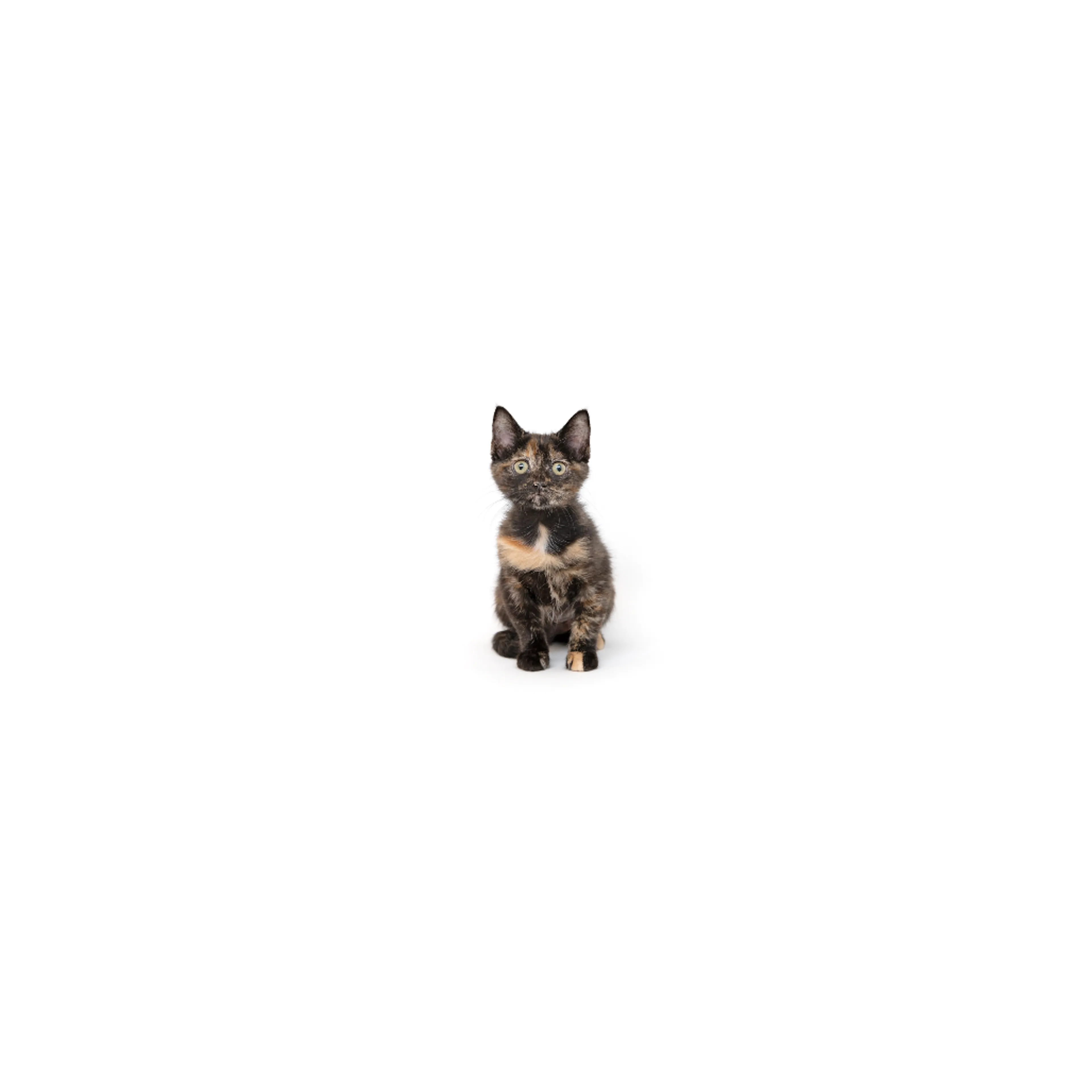 cdn image