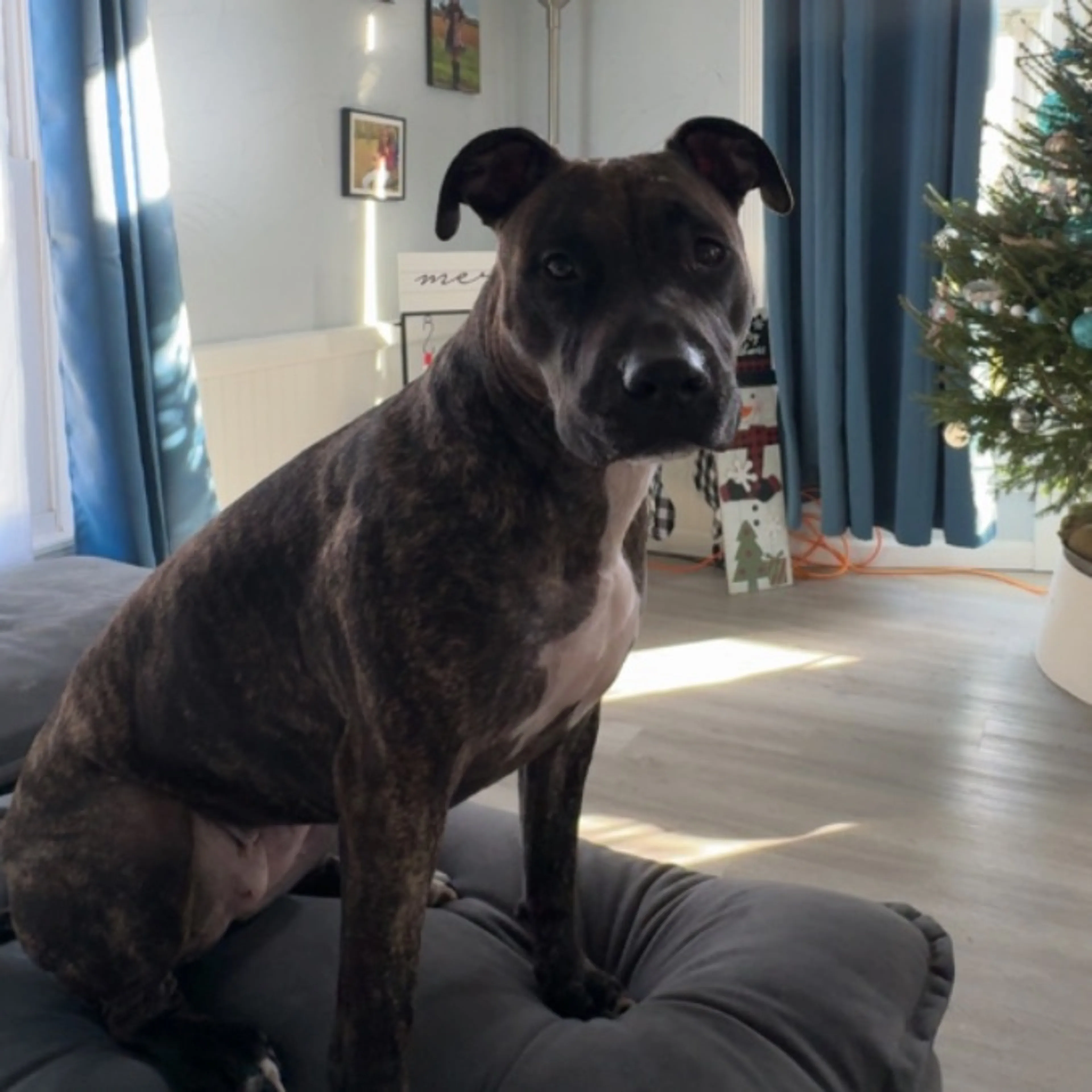 Lost pet