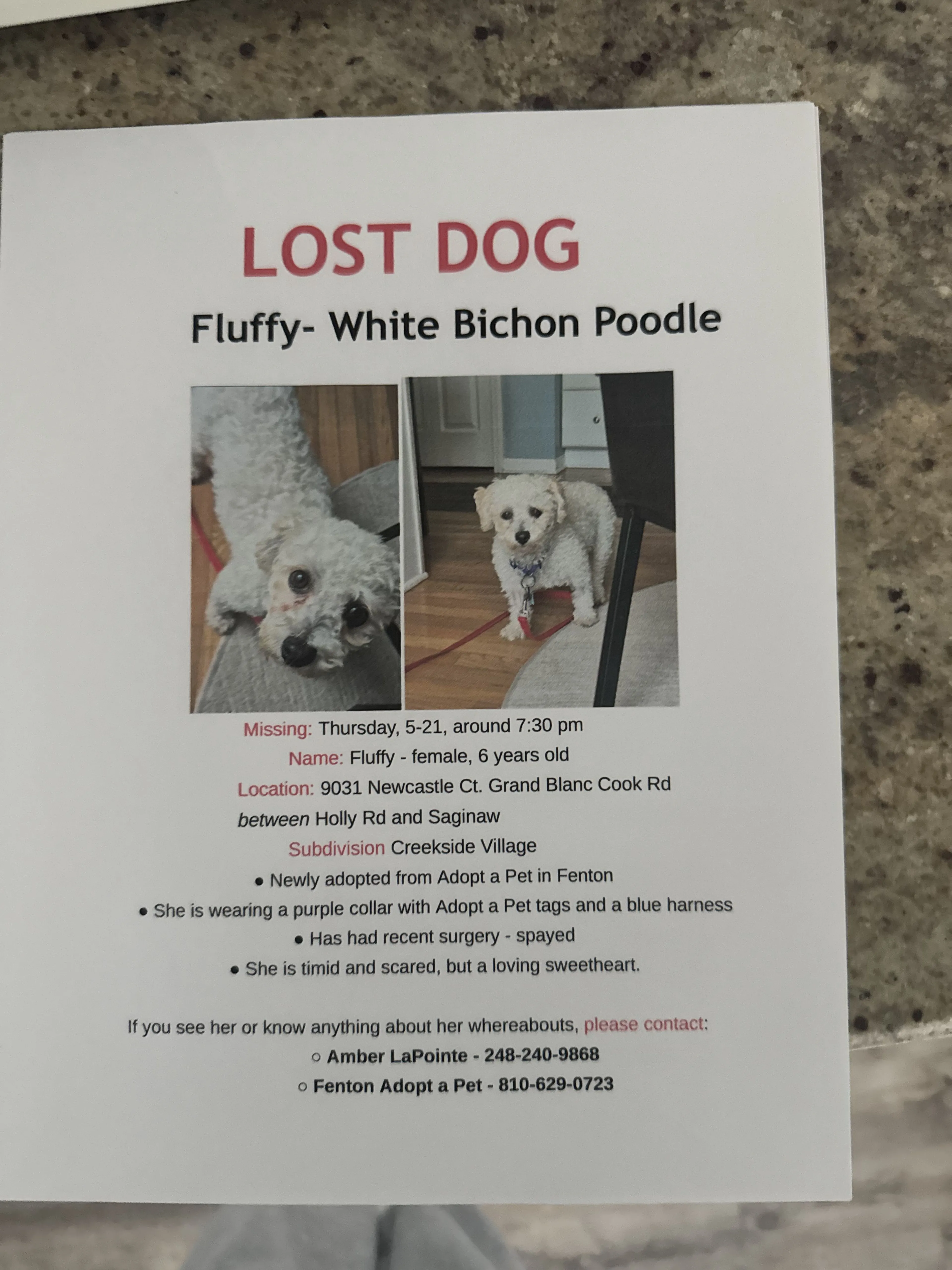 Lost pet