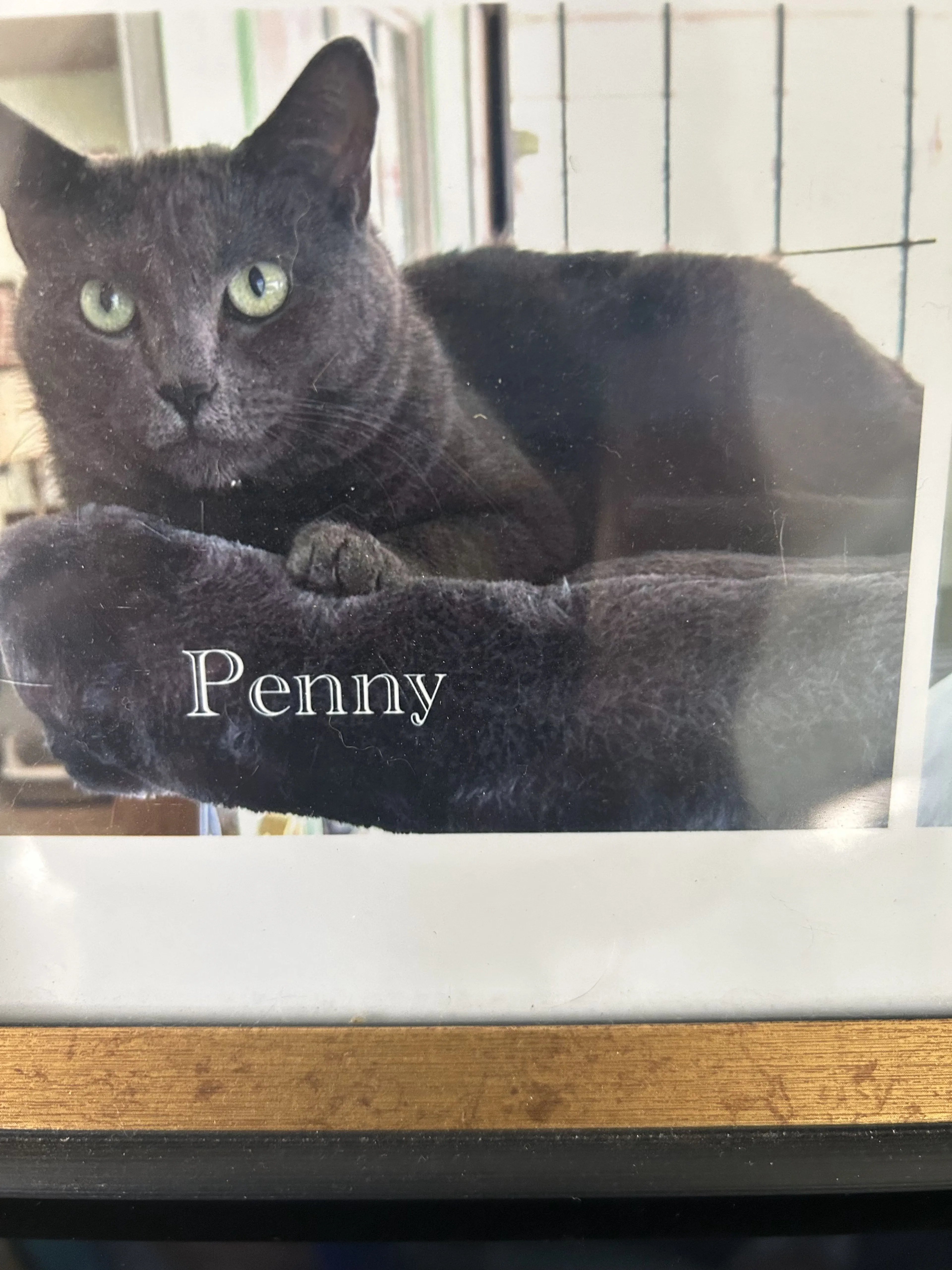 Lost pet