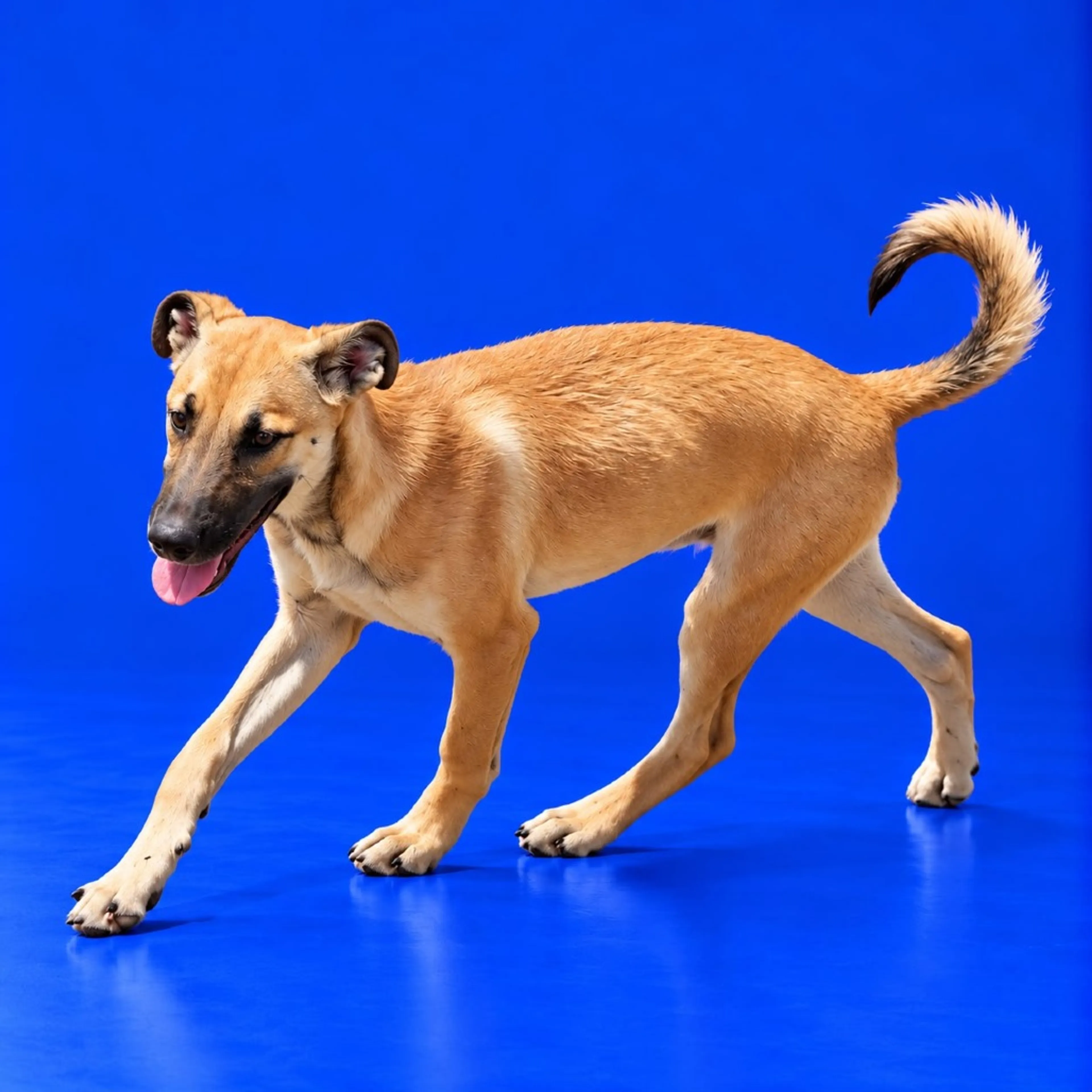 cdn image