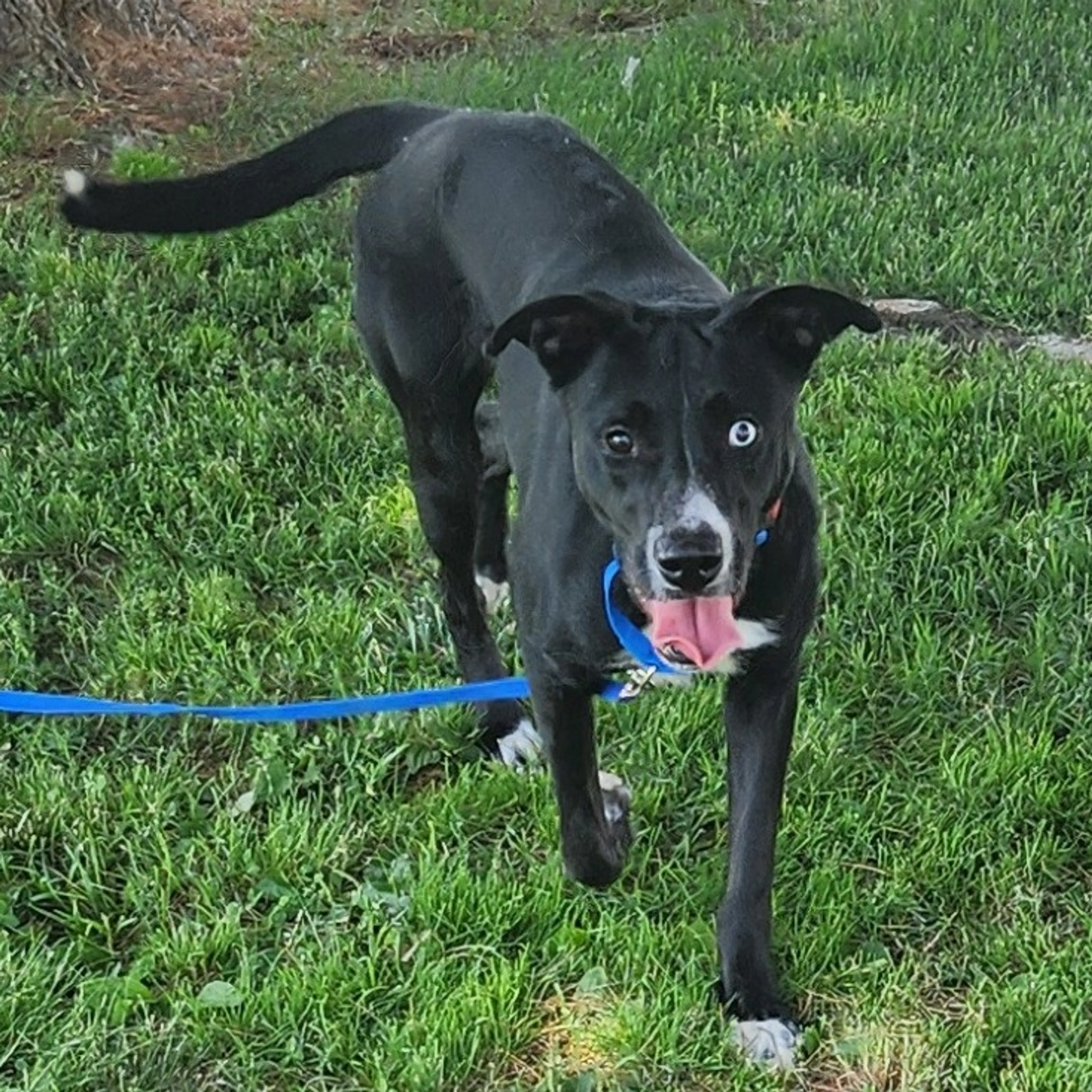 cdn image