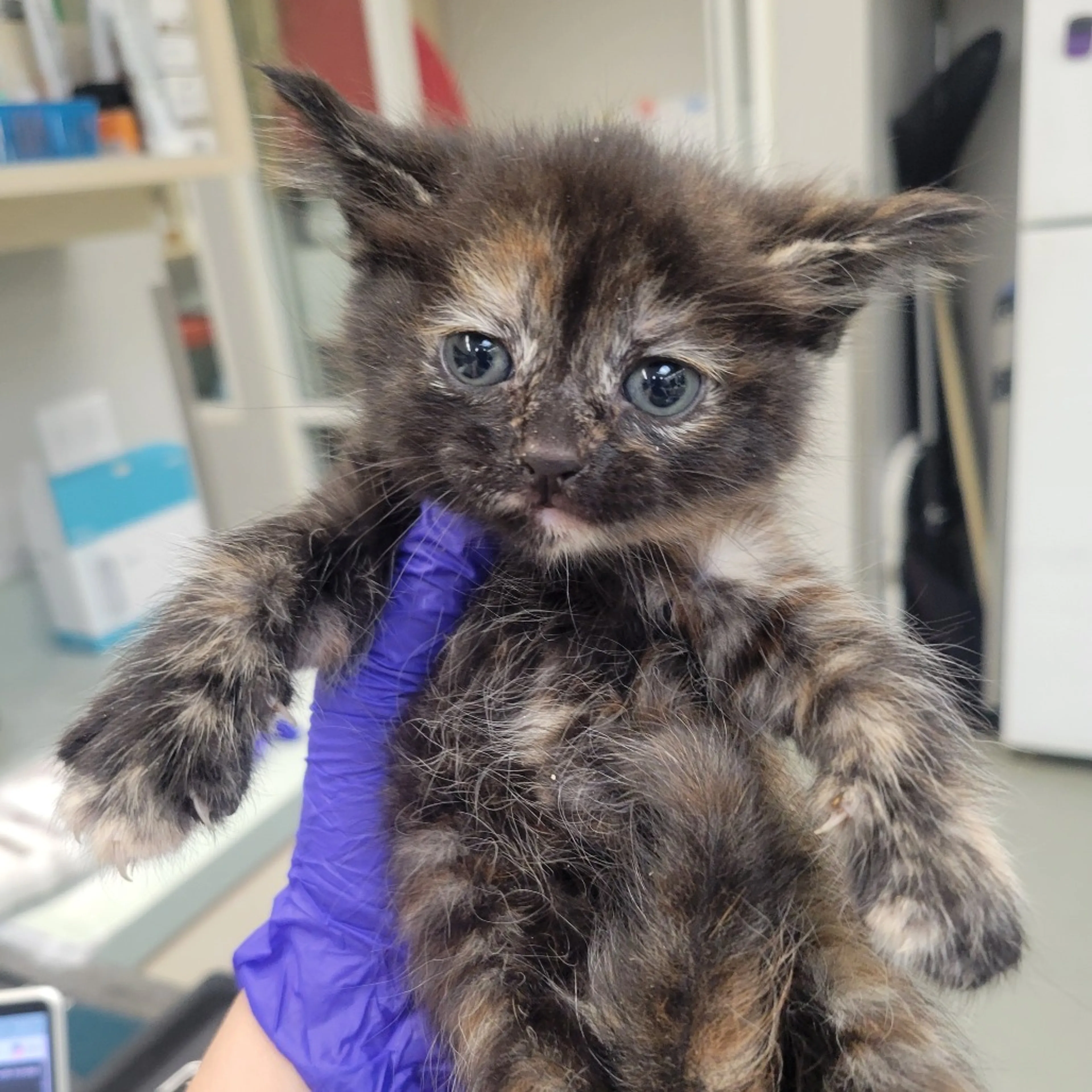 Found pet-1