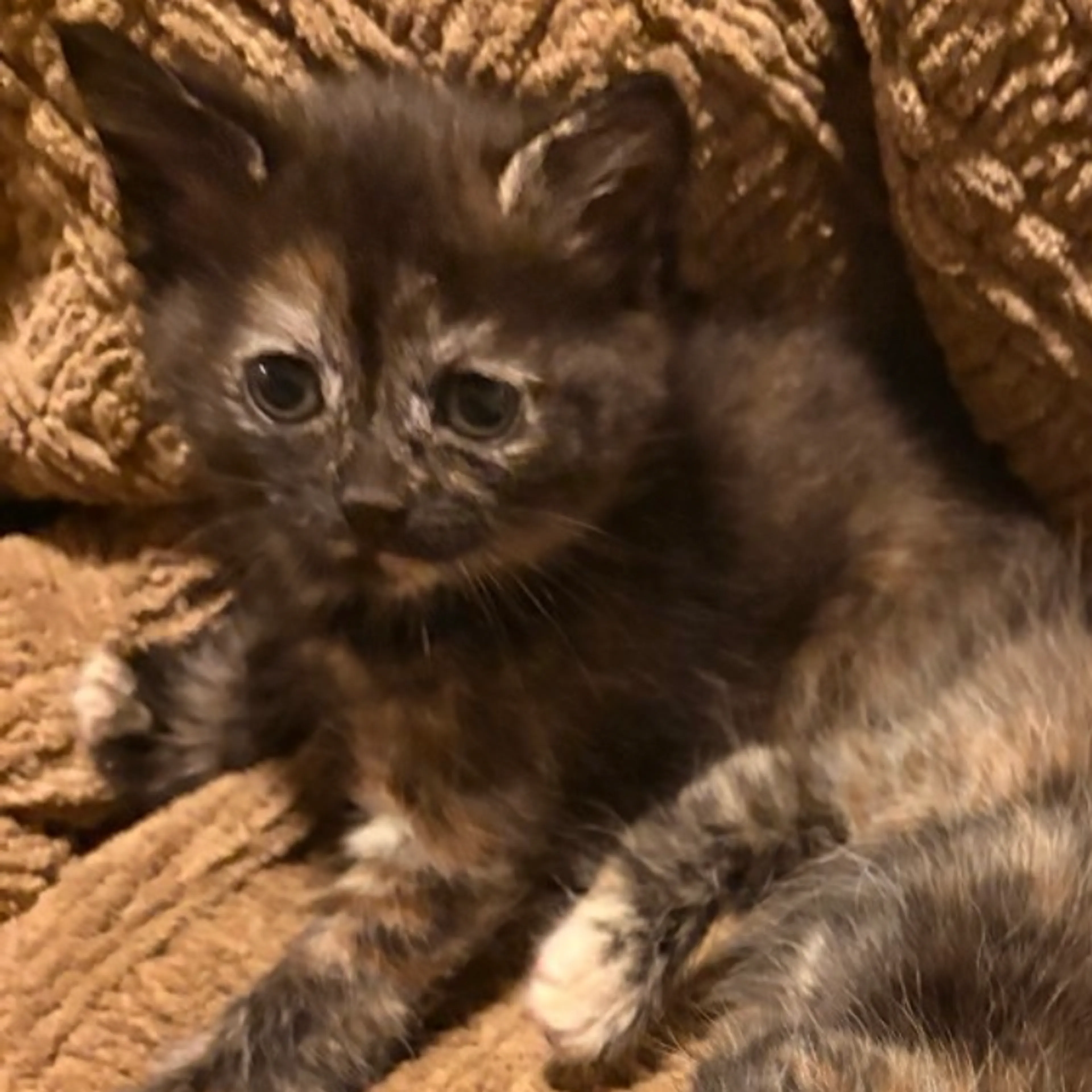 Found pet-2