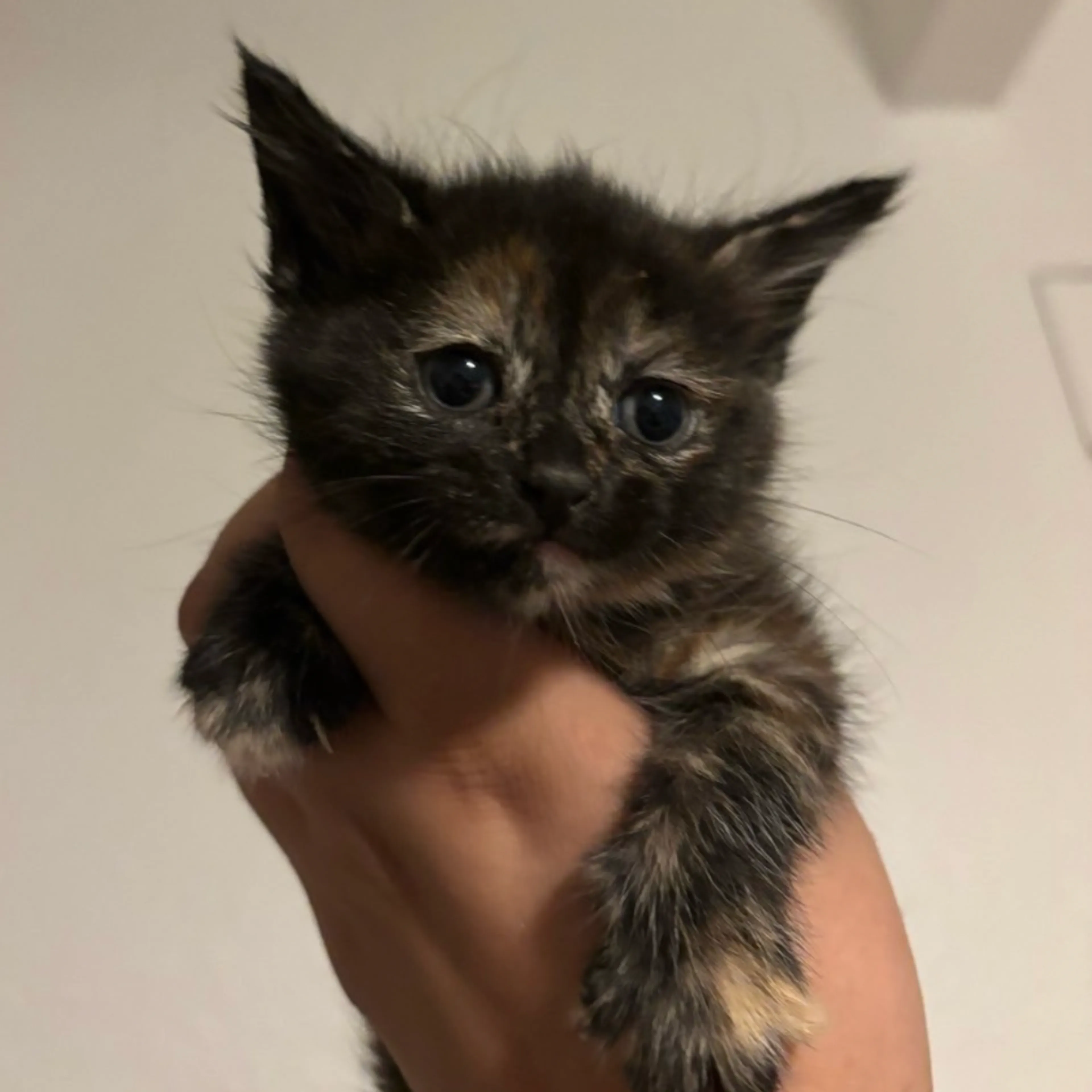 Found pet-0