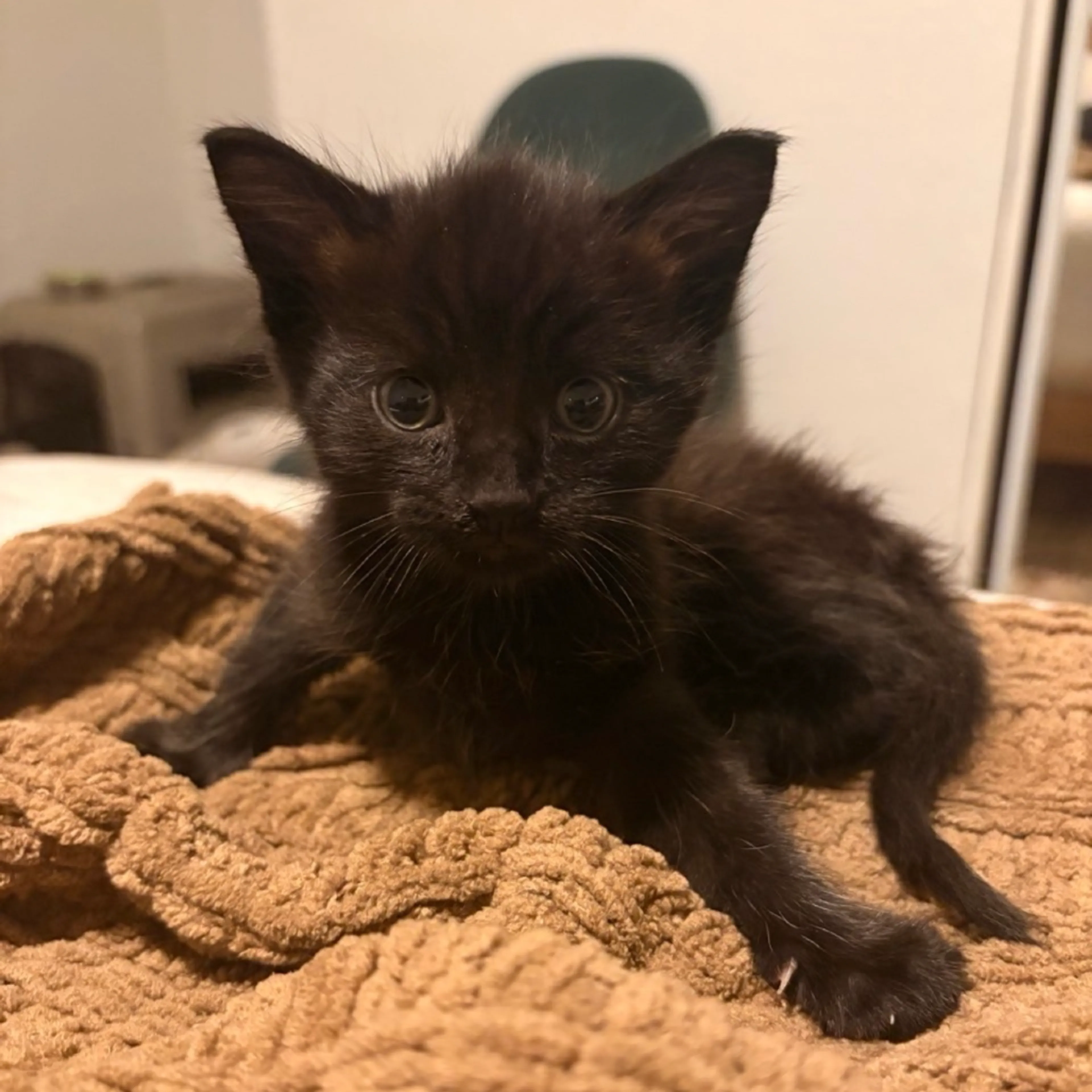 Found pet-0