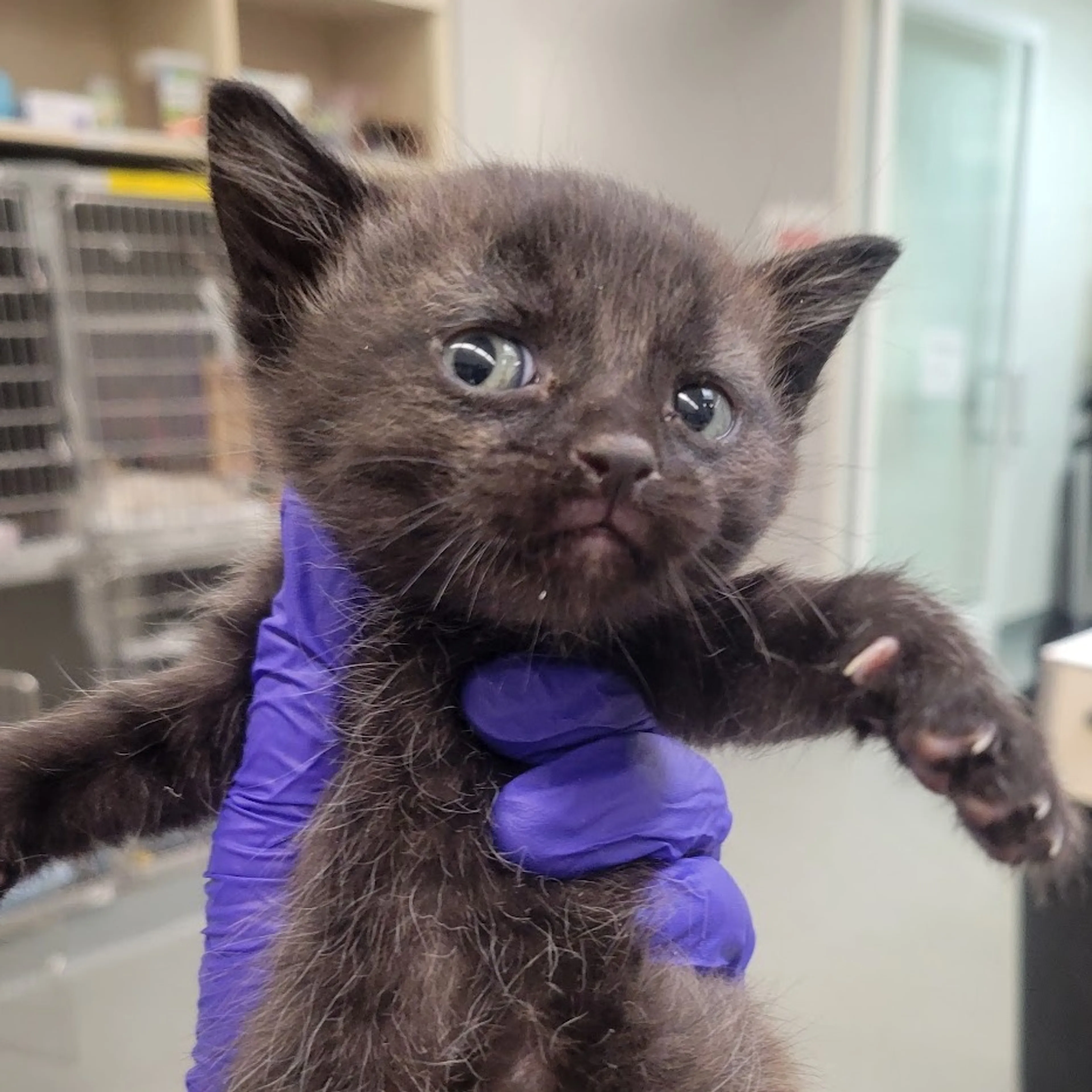 Found pet-1