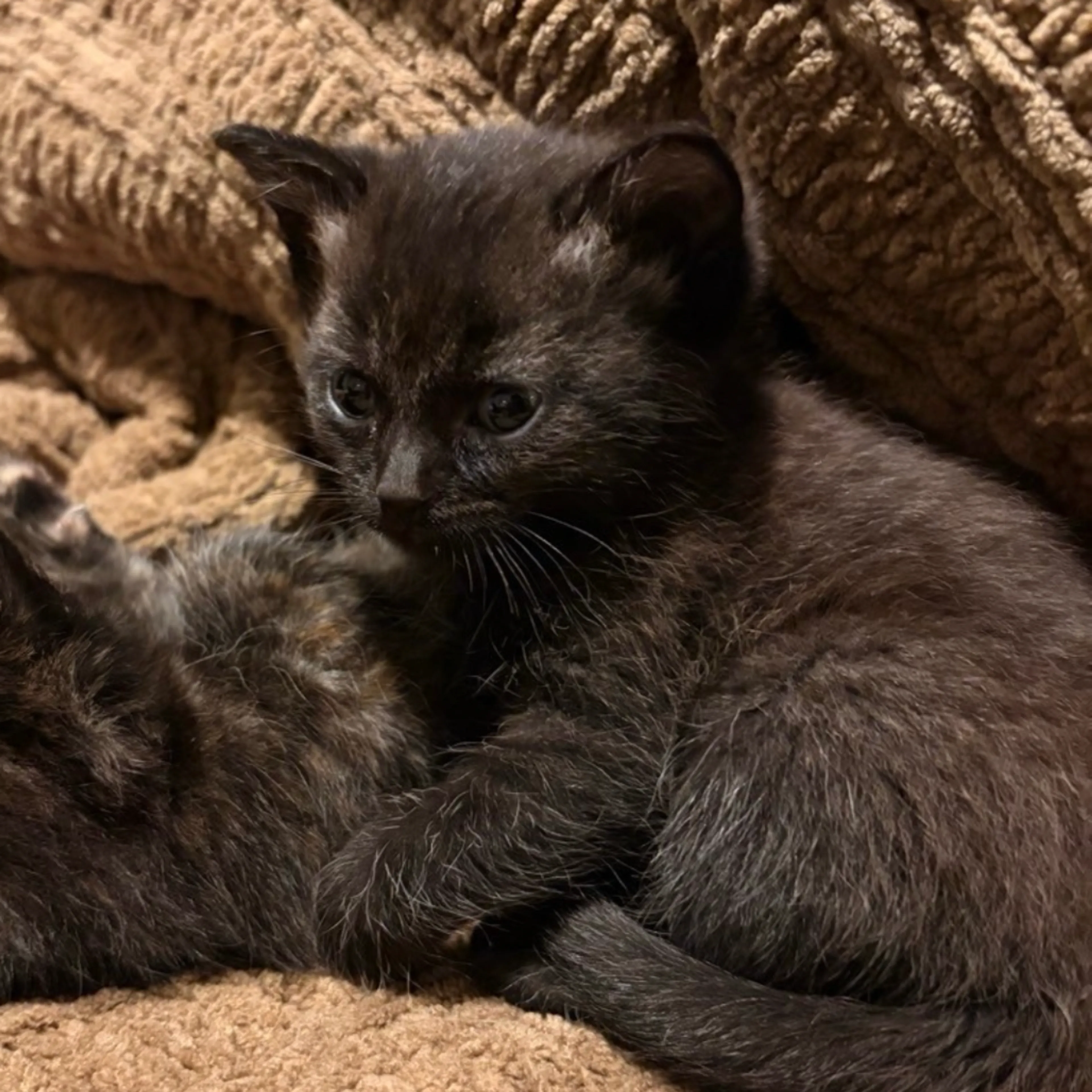 Found pet-0