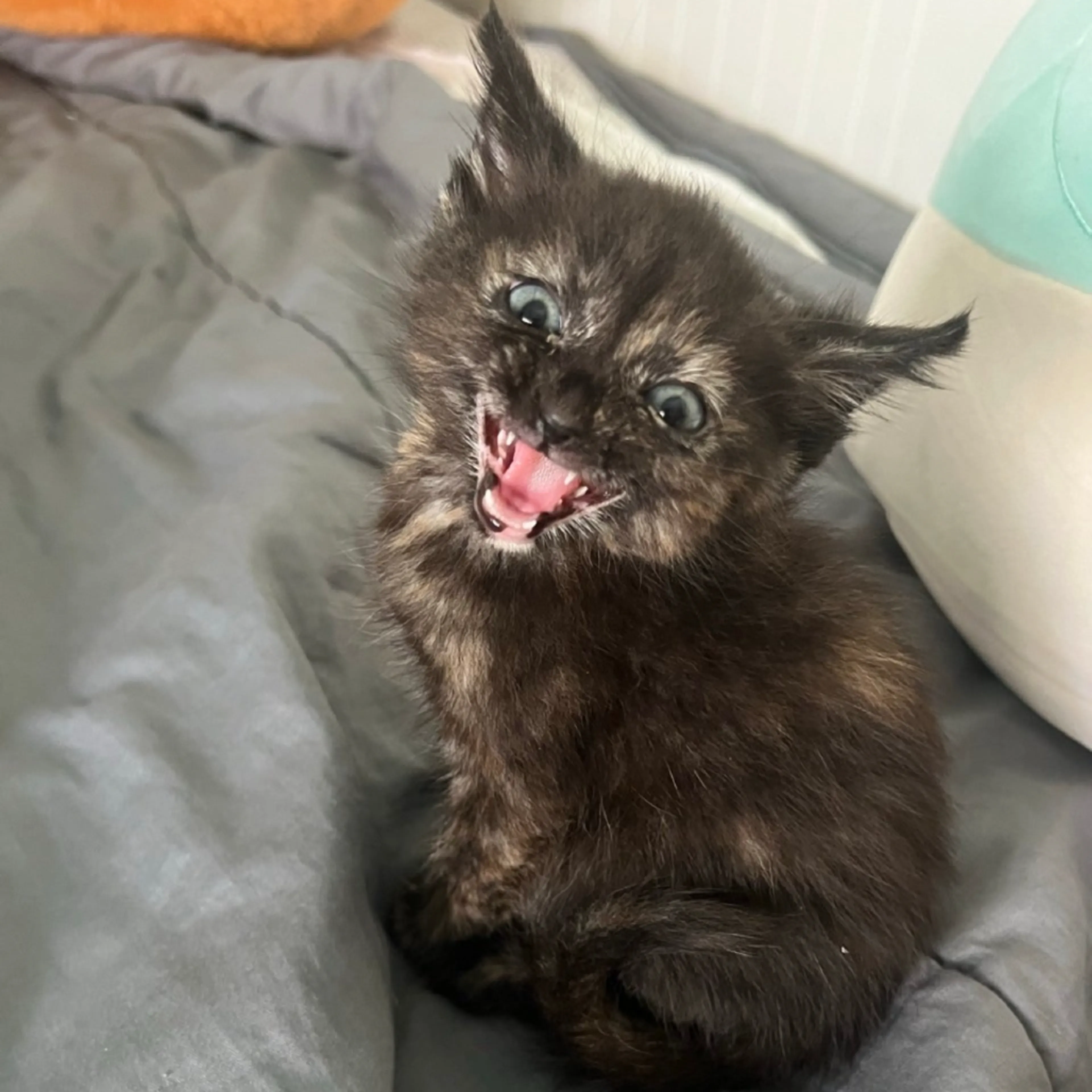 Found pet-0