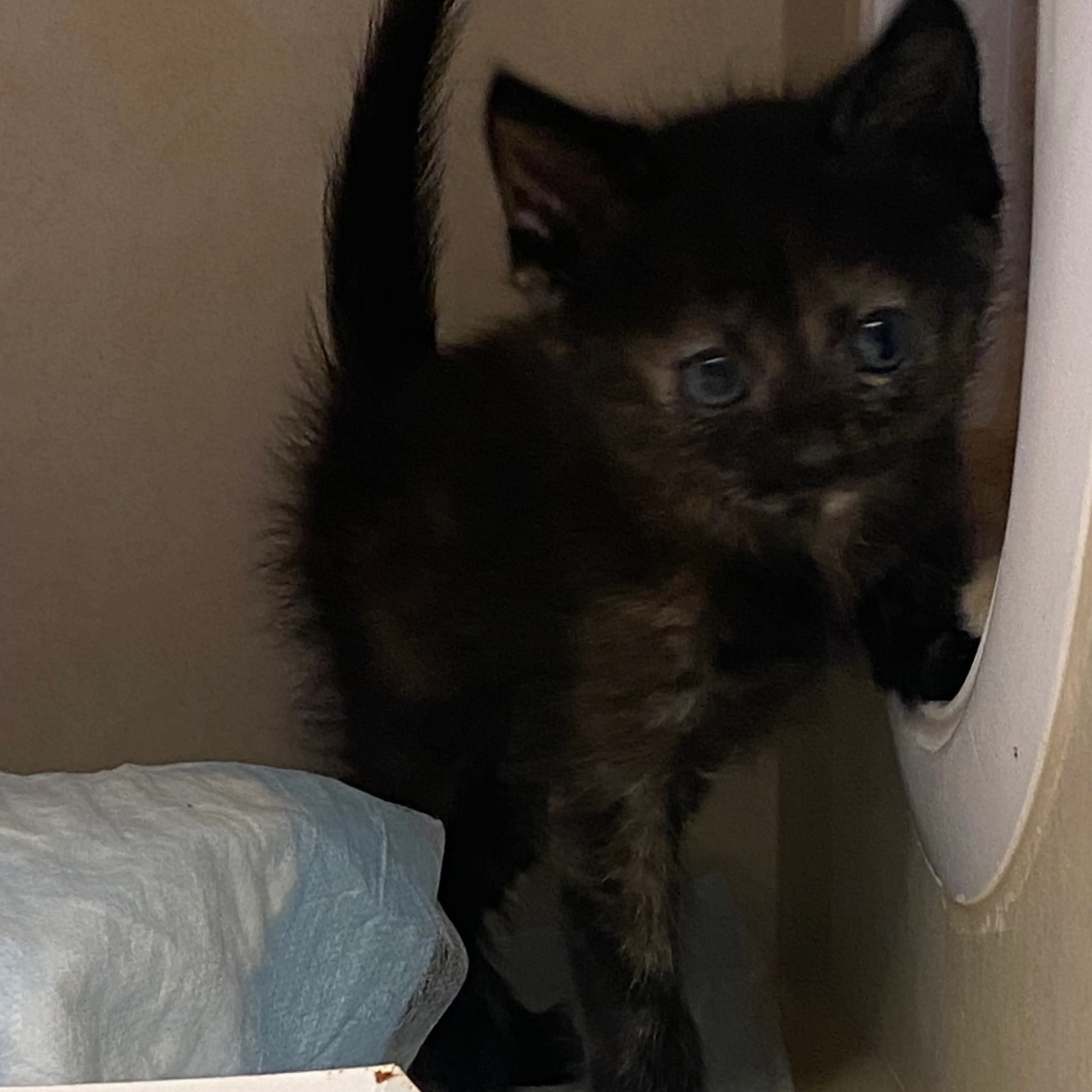 Found pet-1