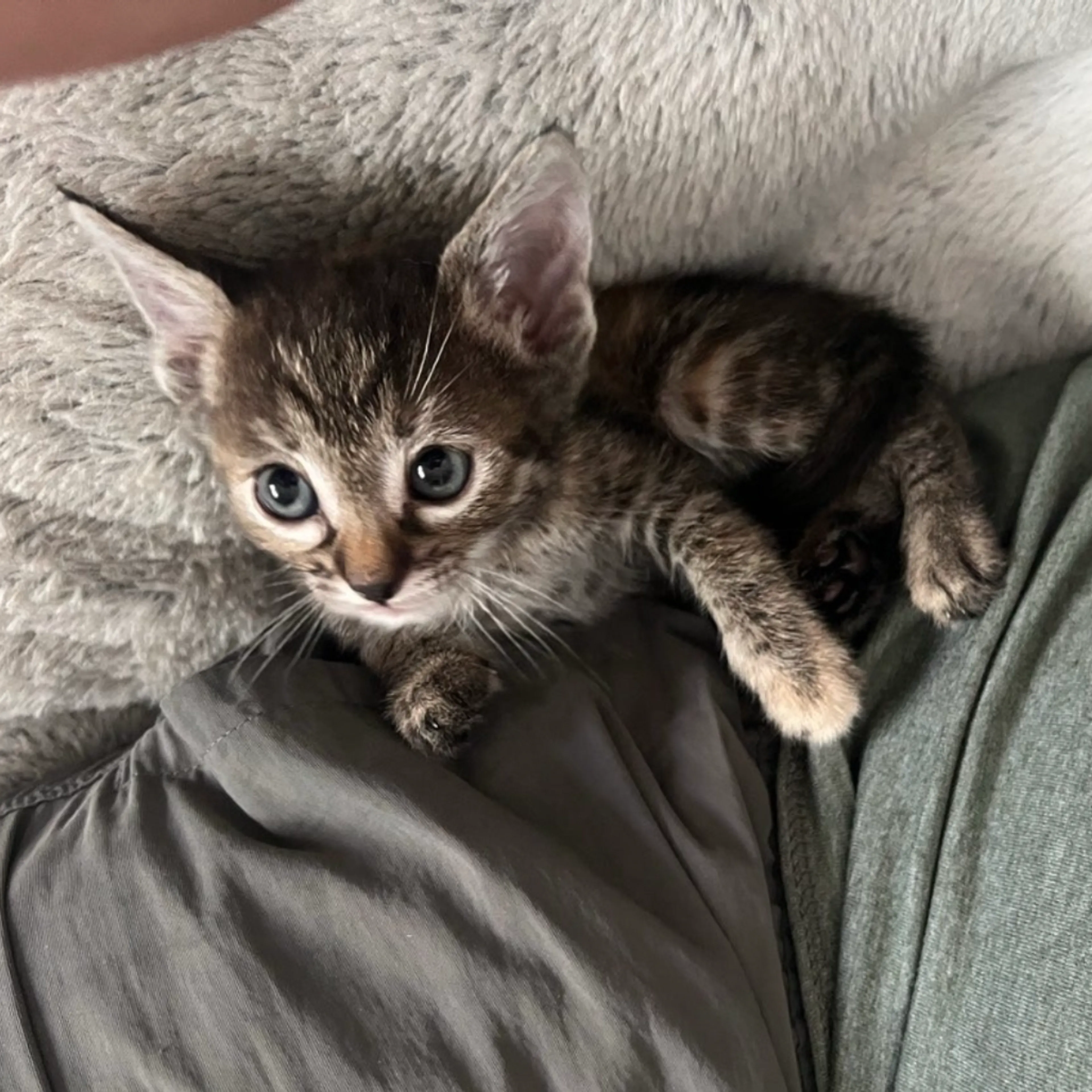 Found pet-0
